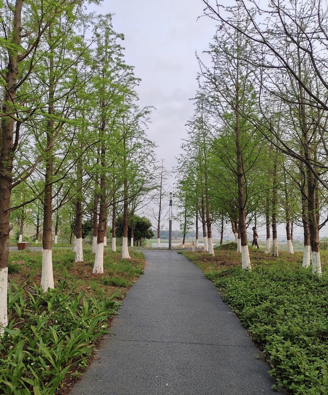 白鹭岛公园旅行图片 1