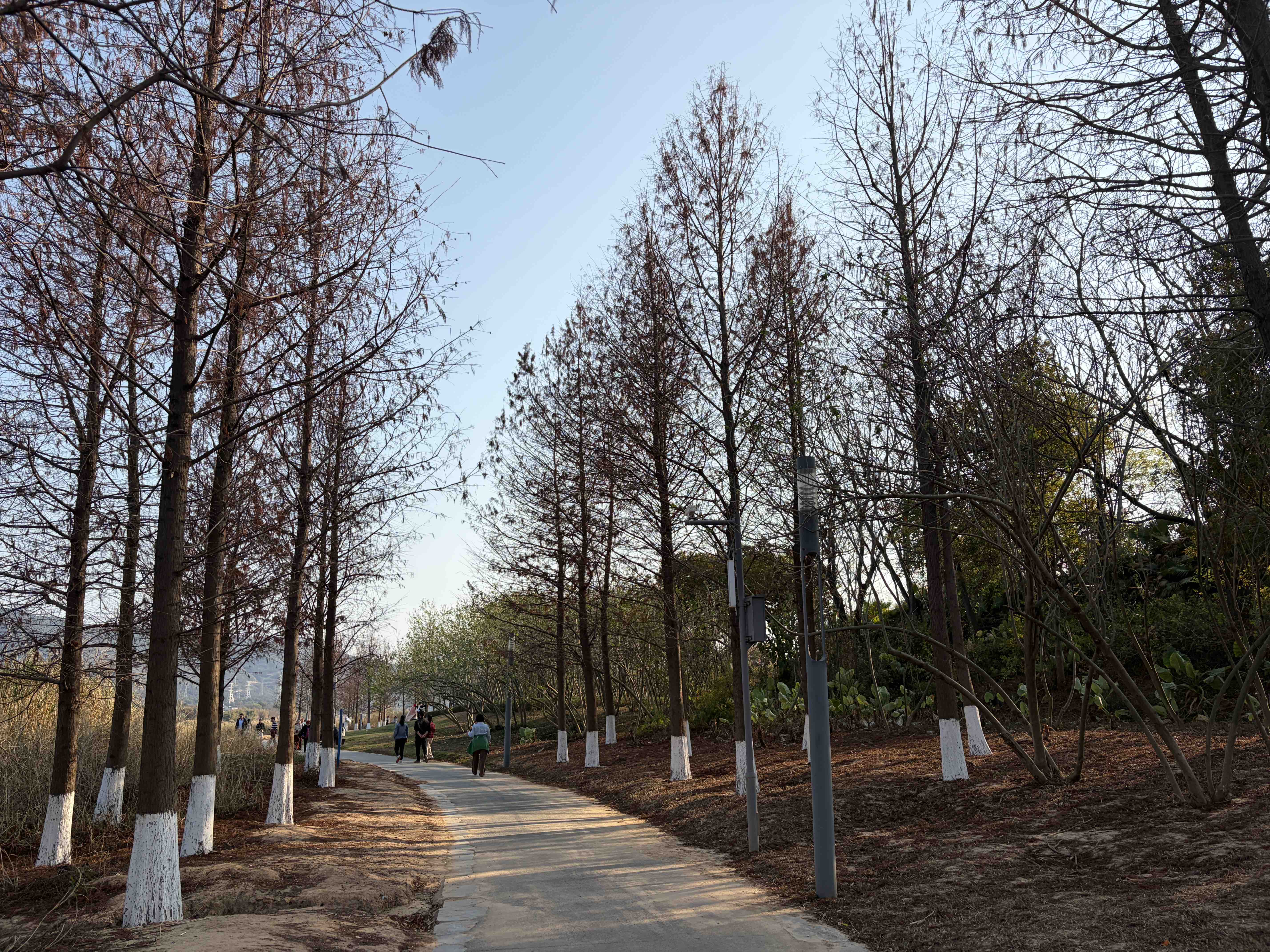 白鹭岛公园旅行图片 3