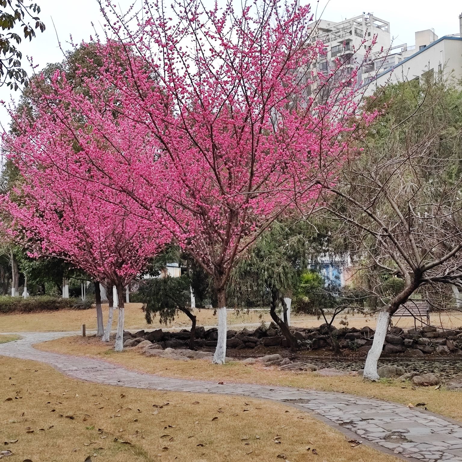 万盛TOD公园旅行图片 2