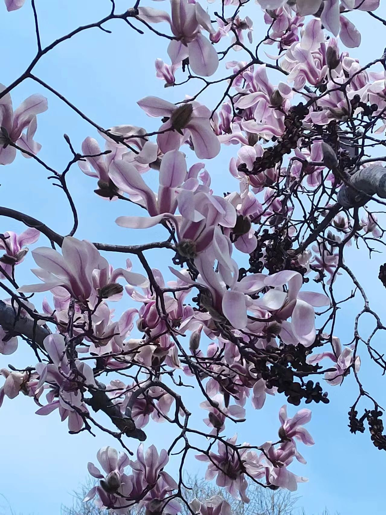 红顶花园旅行图片 3