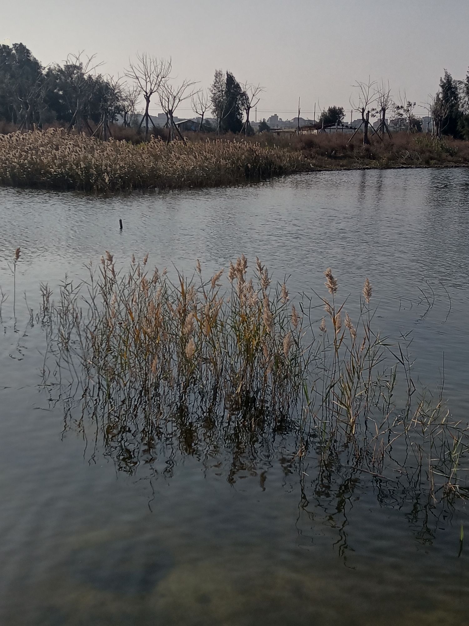 紫玉湖湿地公园旅行图片 1