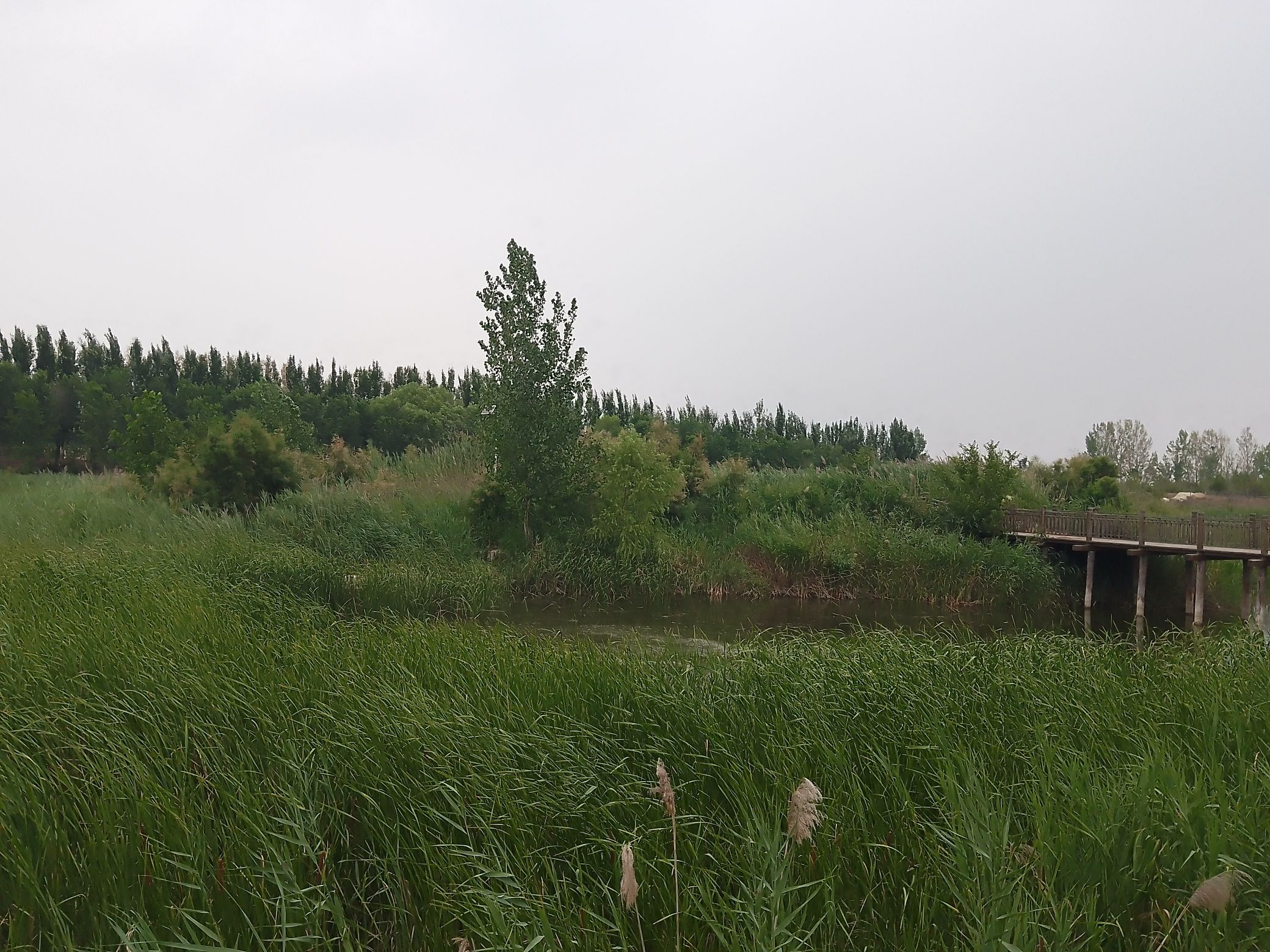 垦利天宁湖国家湿地公园旅行图片 3