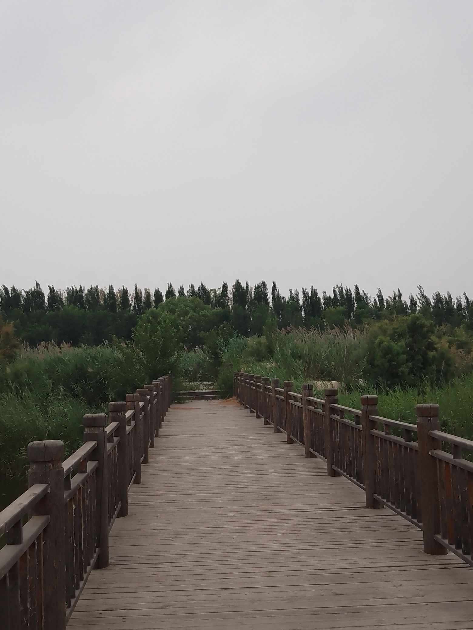 垦利天宁湖国家湿地公园旅行图片 2