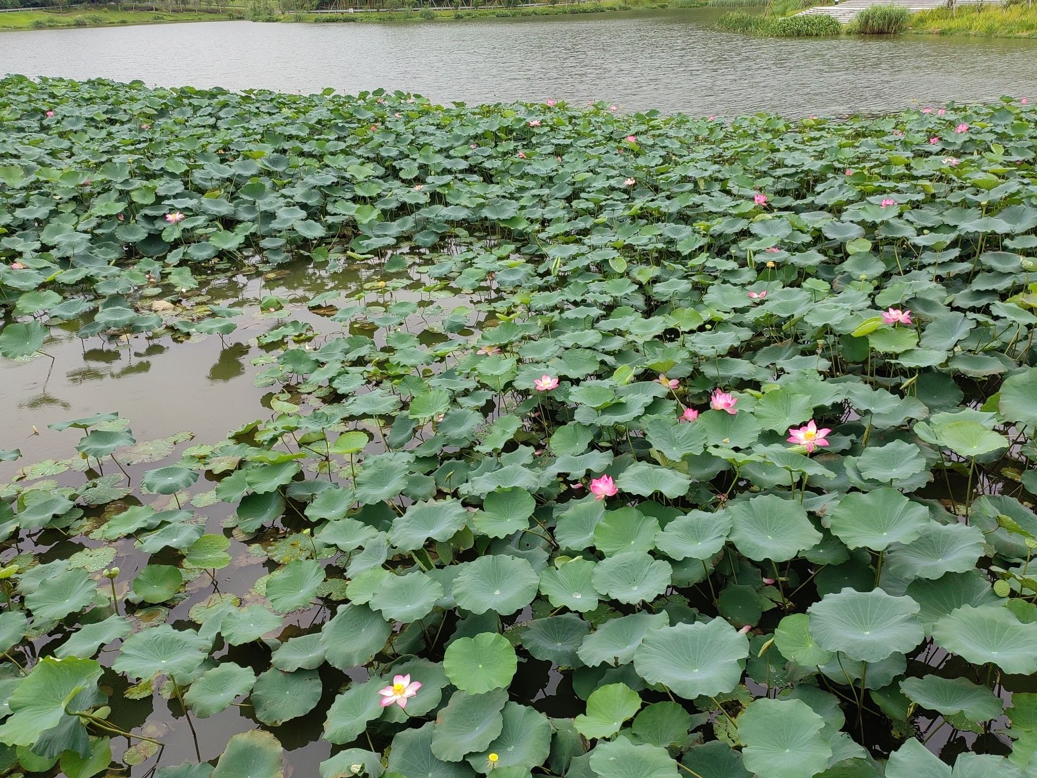 狮子山公园旅行图片 2