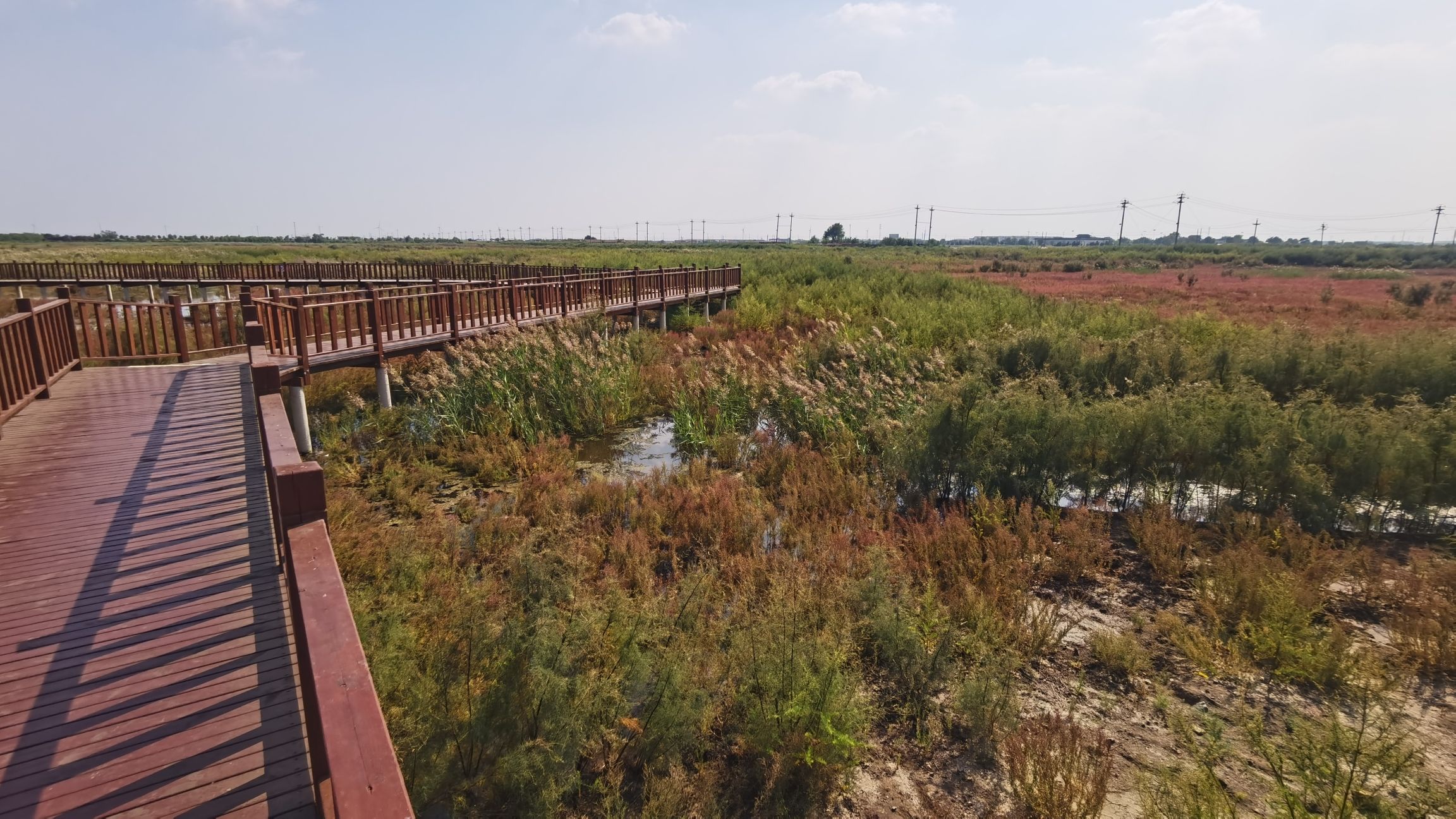 碱蓬草观景长廊旅行图片 3