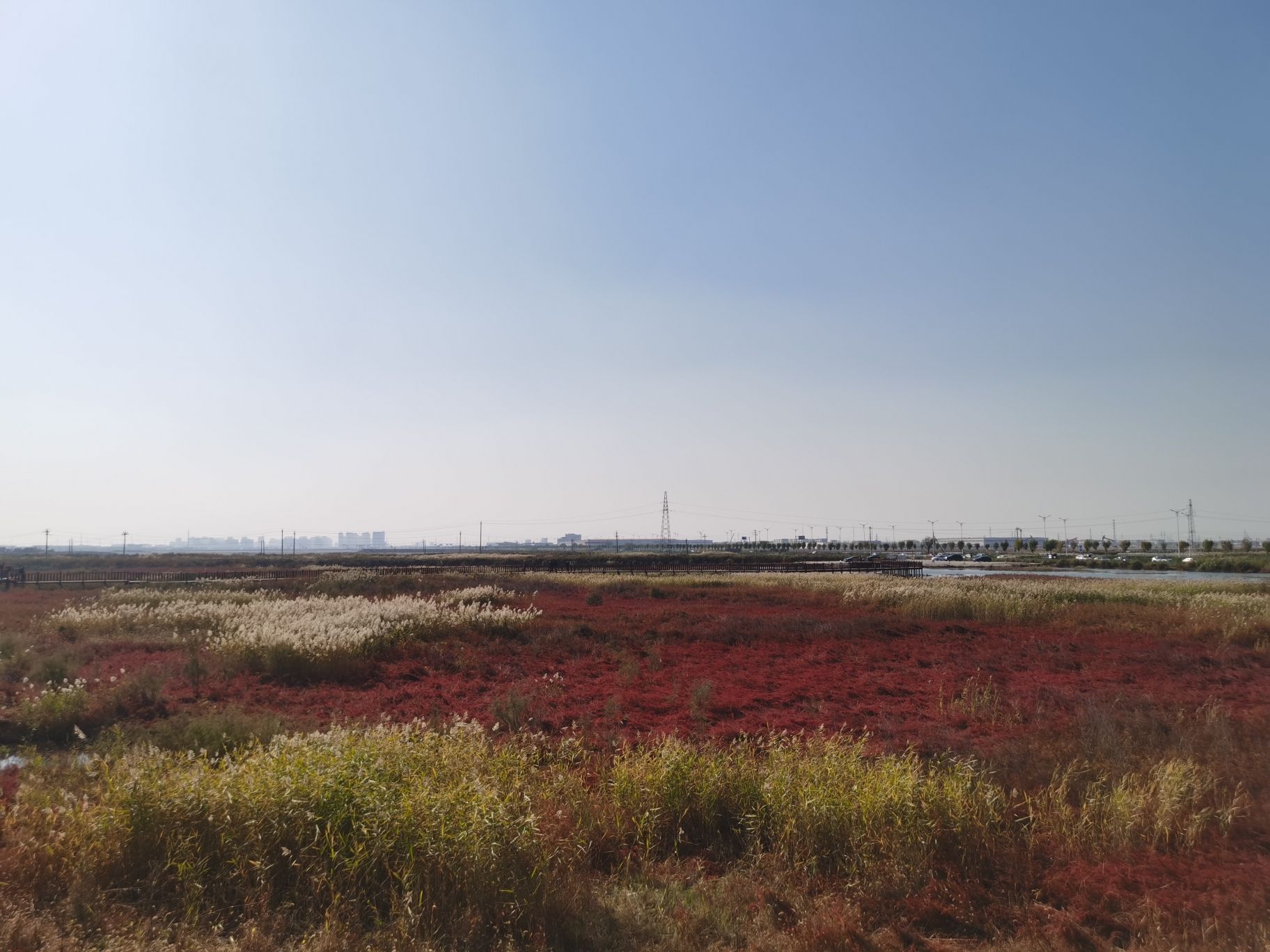 碱蓬草观景长廊旅行图片 1
