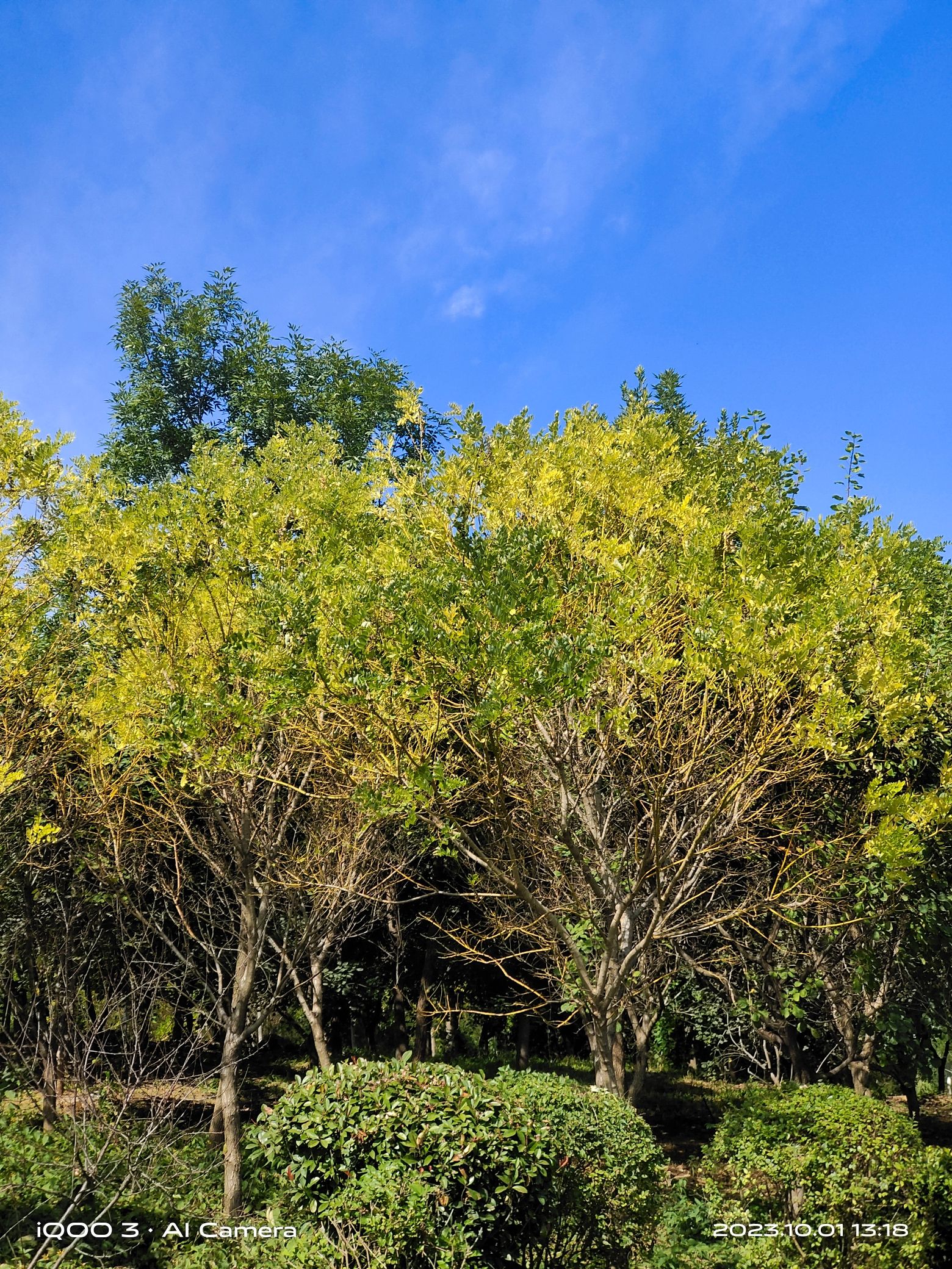 赭山山体公园旅行图片 1