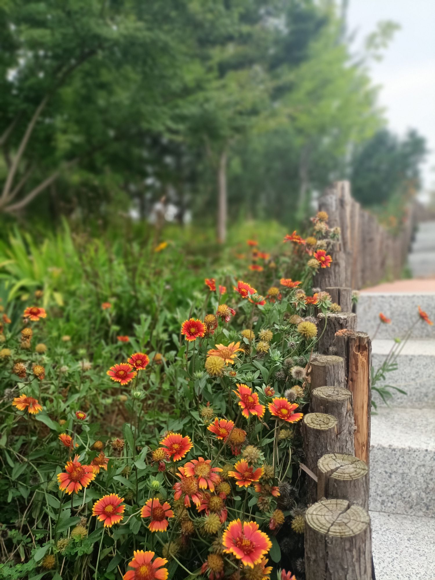 赭山山体公园旅行图片 1