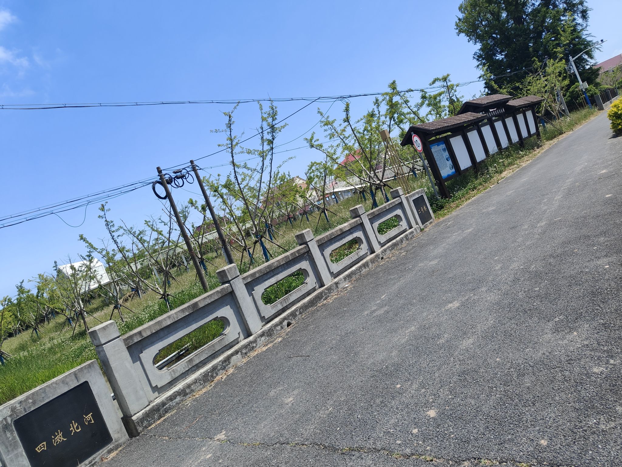 古银杏公园旅行图片 1