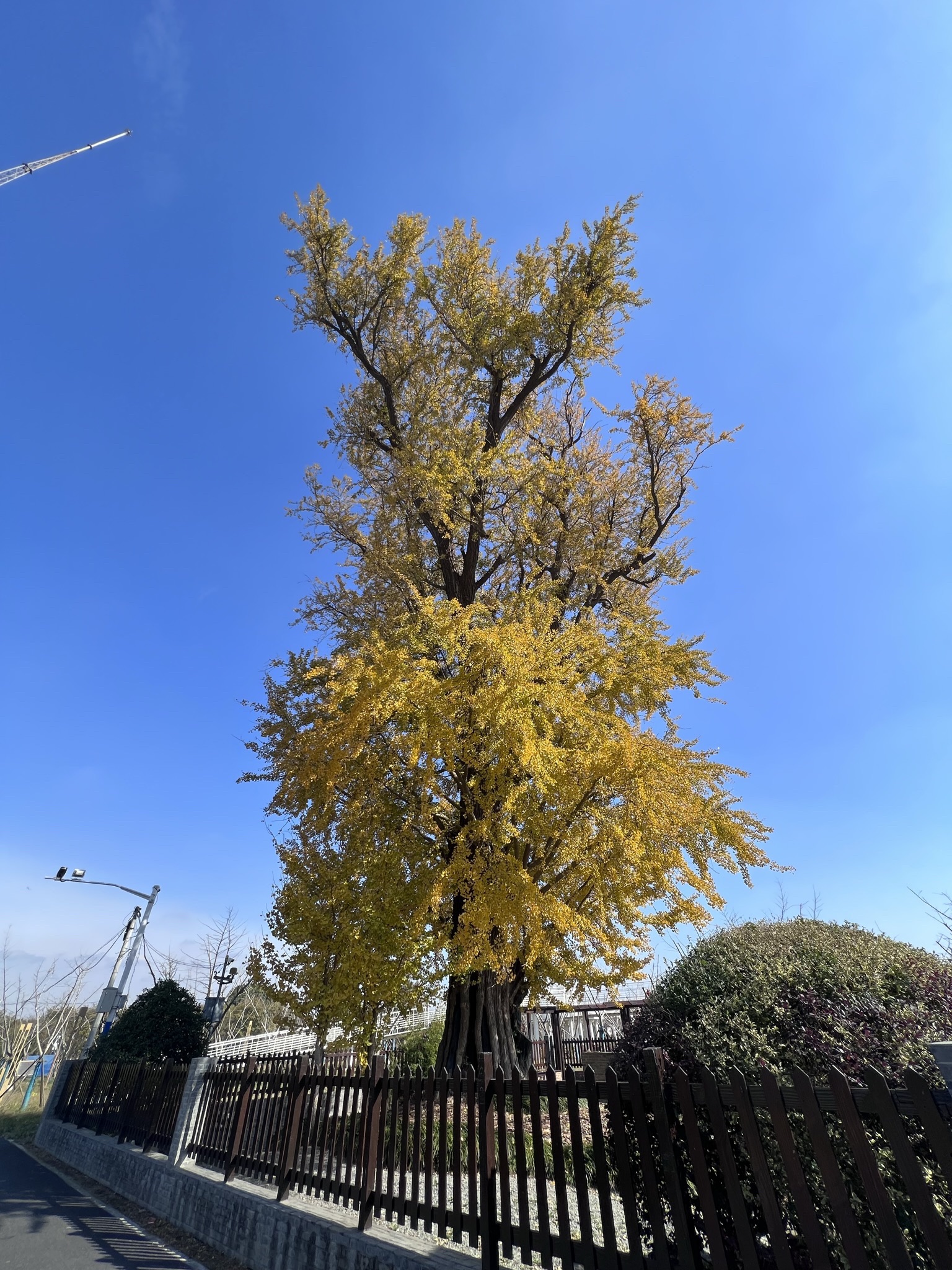 古银杏公园旅行图片 2