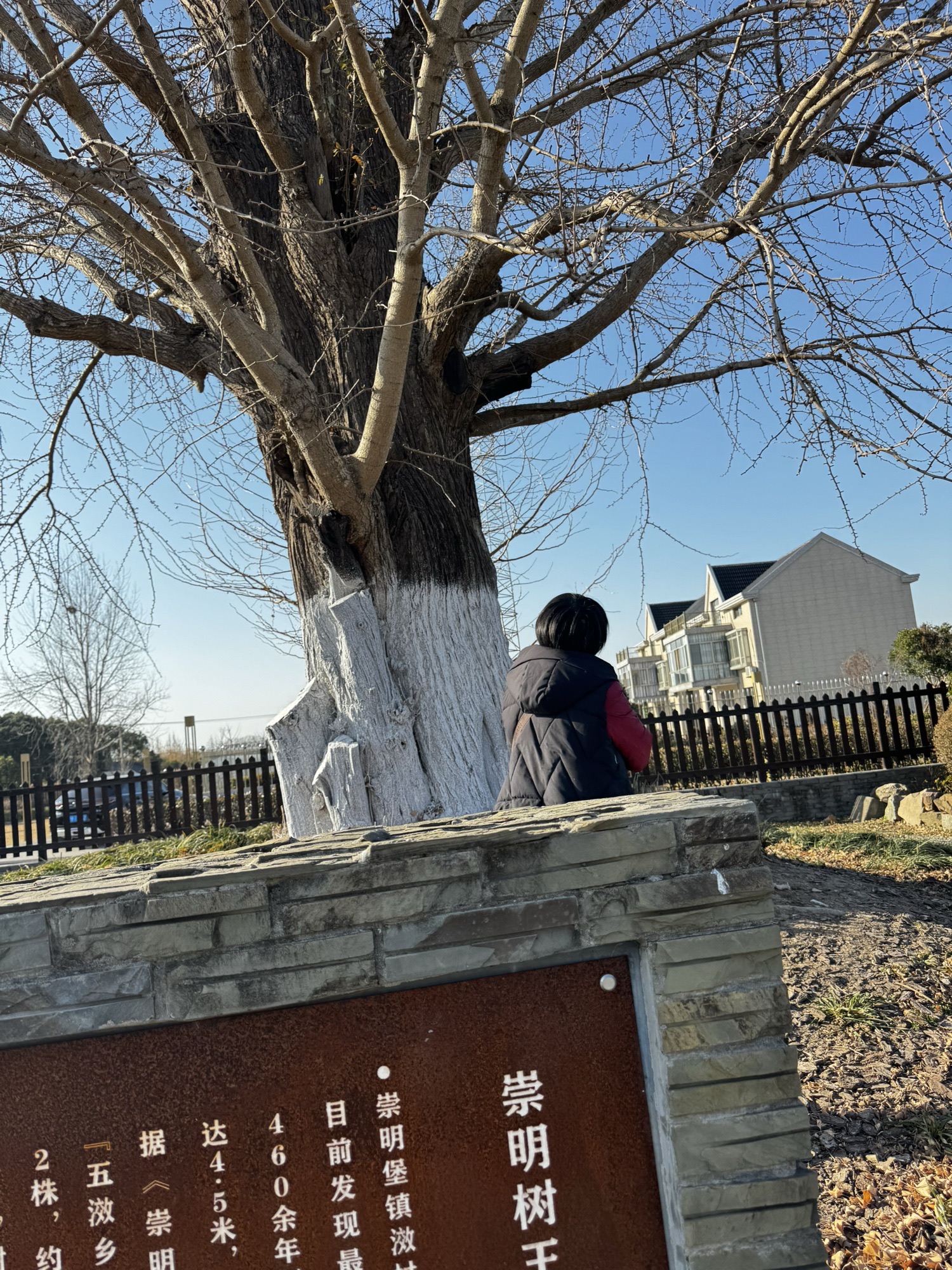 古银杏公园旅行图片 2