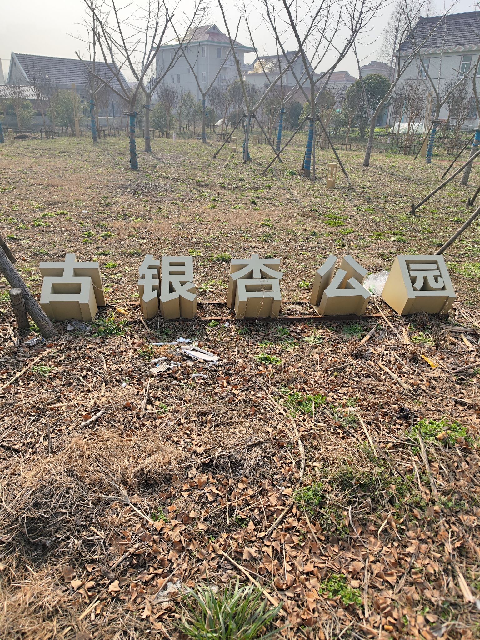 古银杏公园旅行图片 1