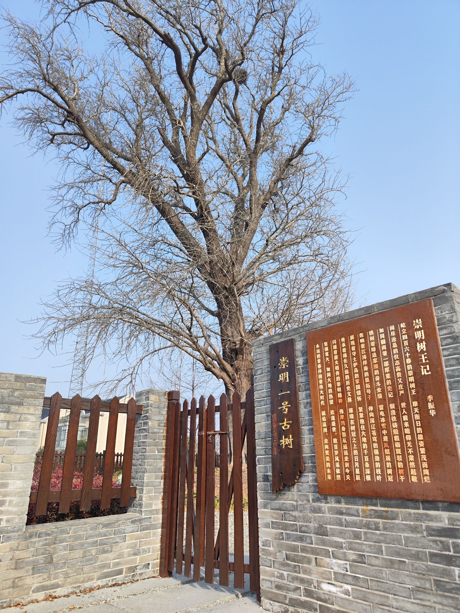 古银杏公园旅行图片 2