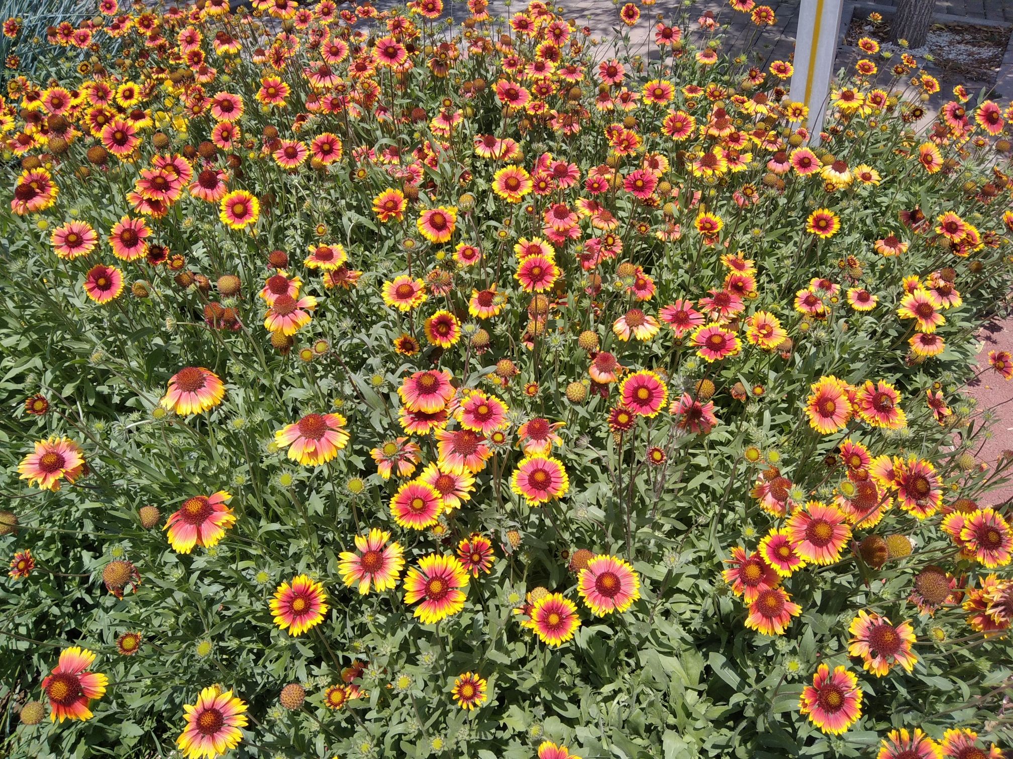 土默川植物园旅行图片 3