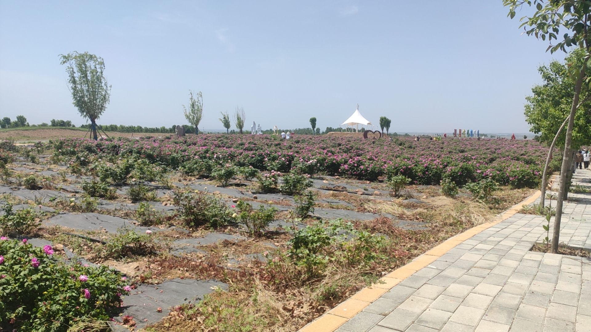 白鹭湾玫瑰园