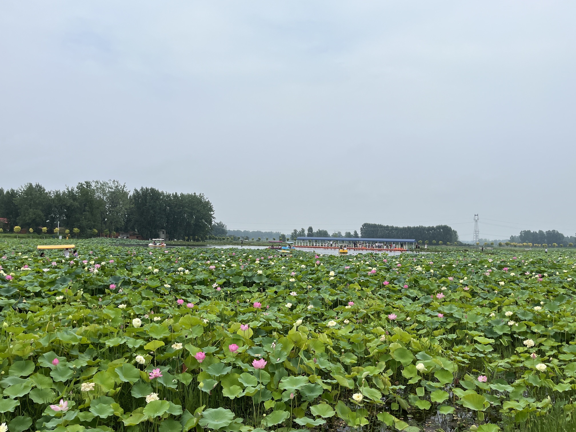豫见江南四季花海旅行图片 1