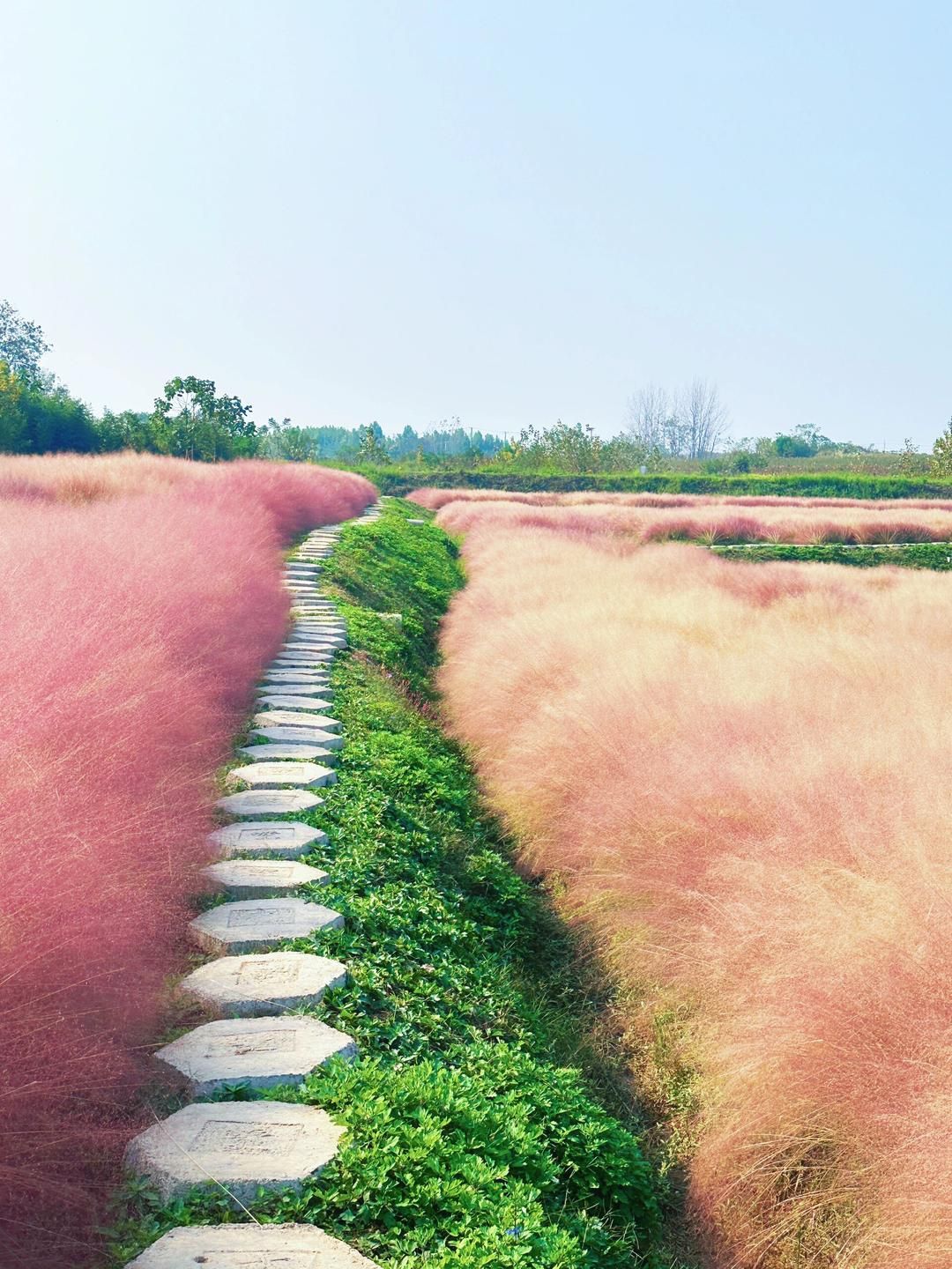 豫见江南四季花海旅行图片 2