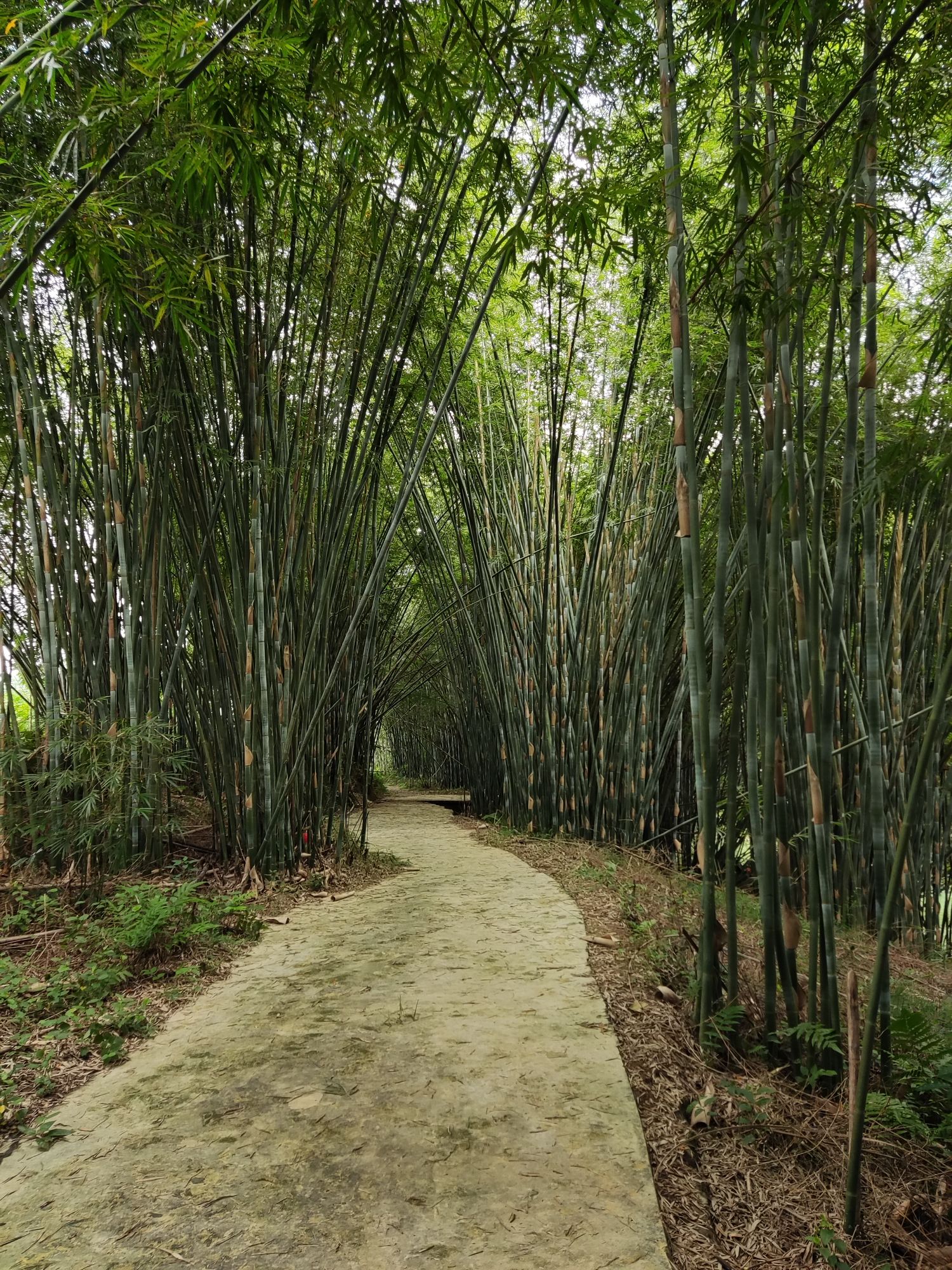 古水河郊野径起点旅行图片 3