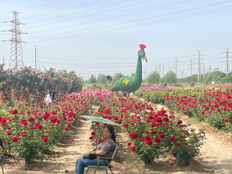 运城花海旅行图片 1