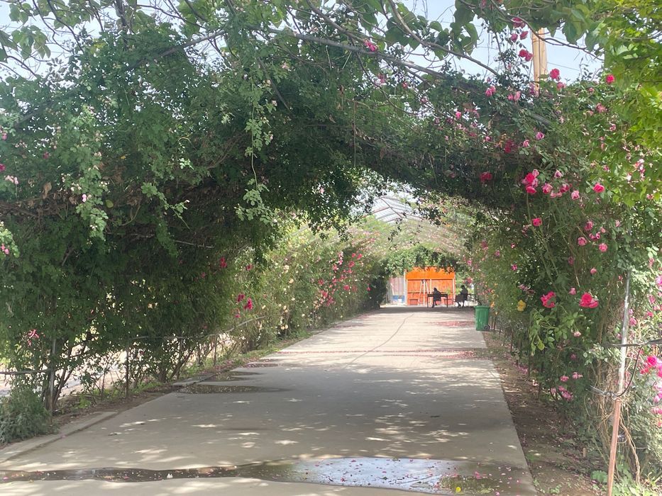 运城花海旅行图片 2