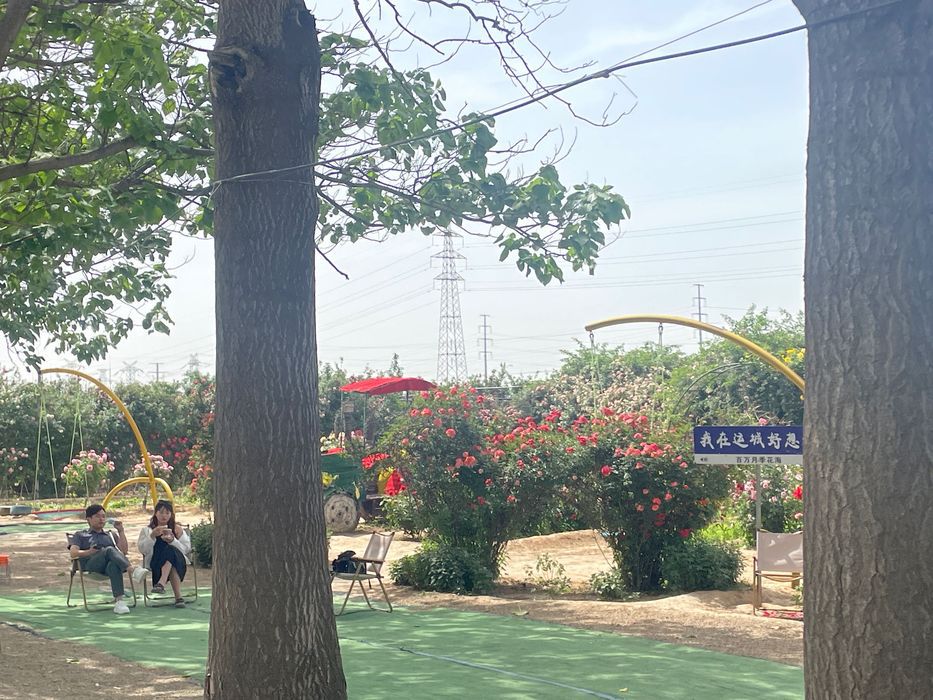 运城花海旅行图片 3