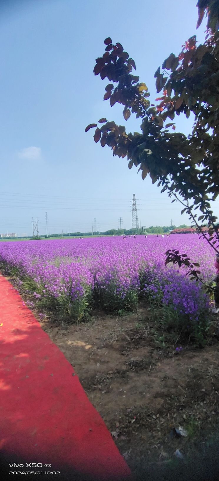 运城花海旅行图片 1