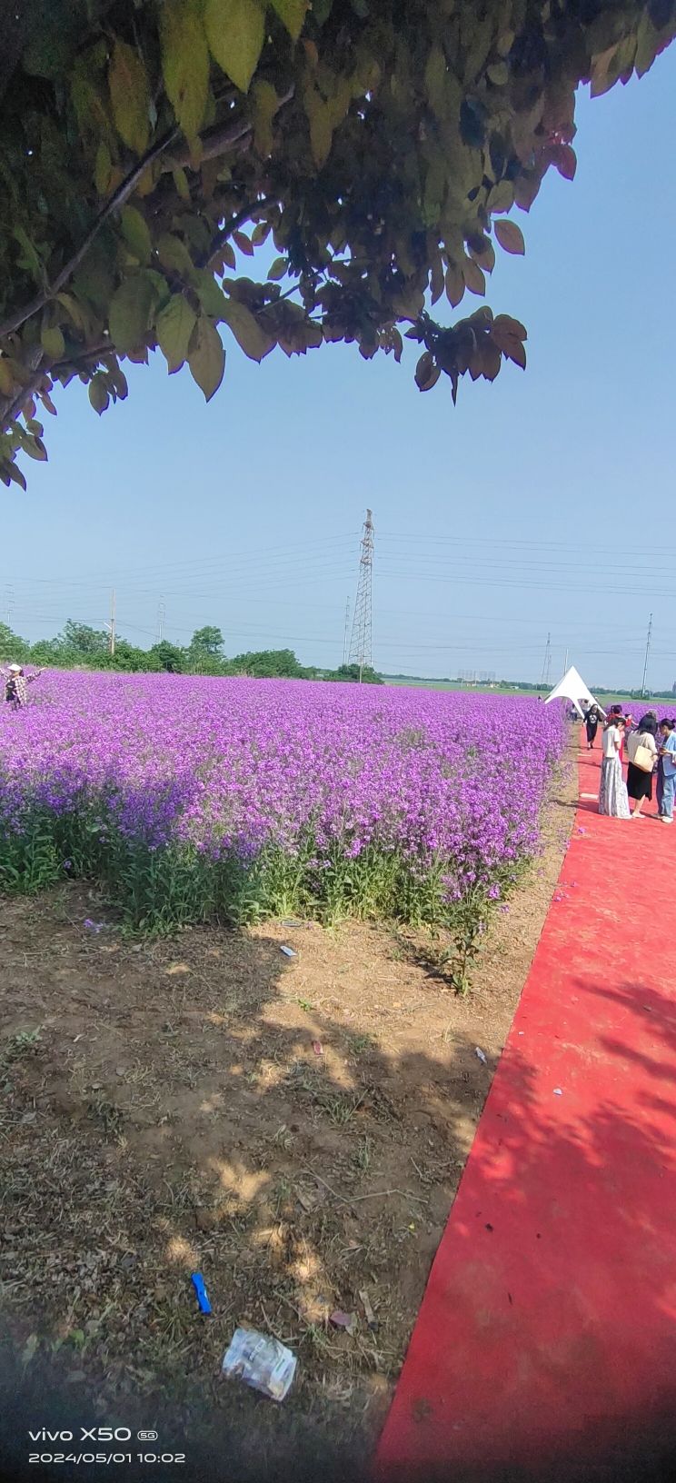 运城花海旅行图片 2