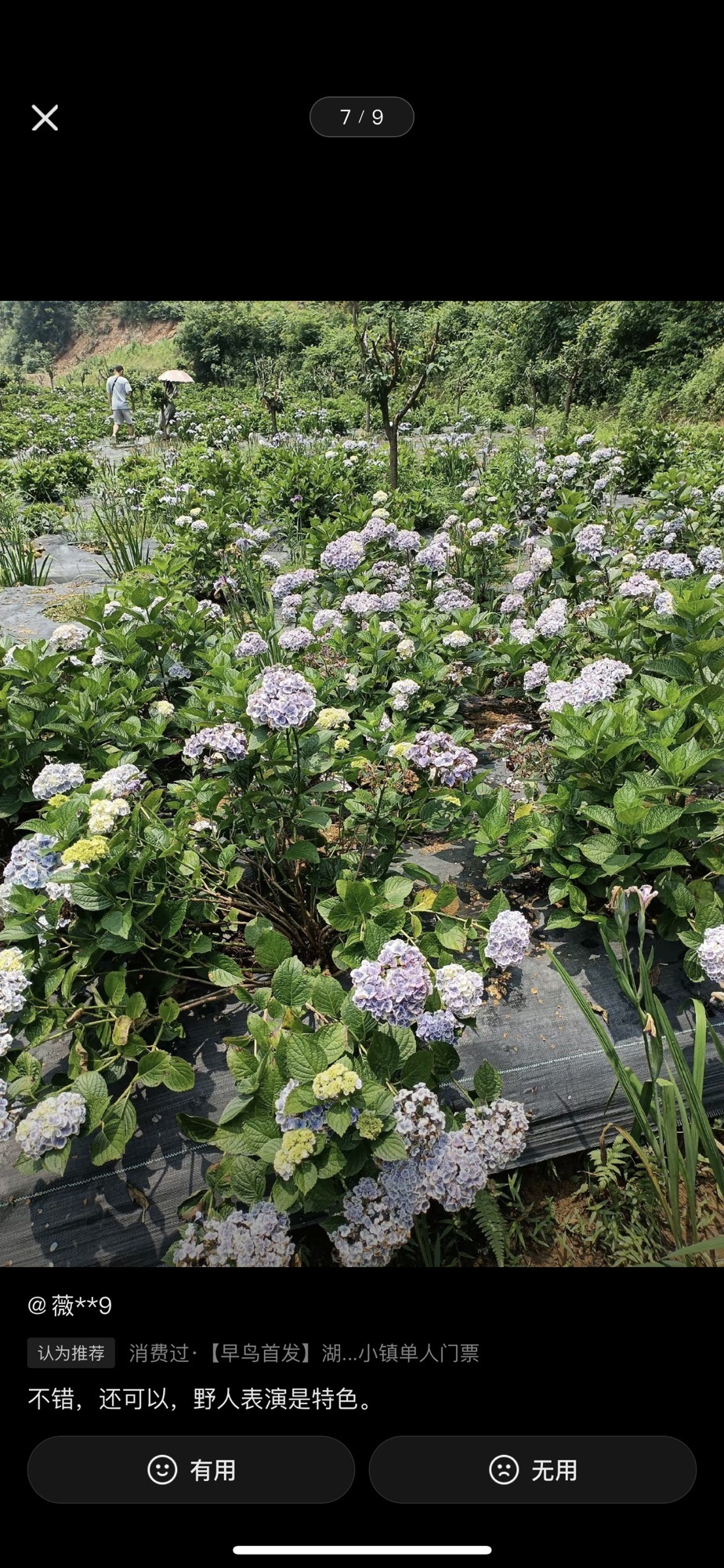 湖南云山谷花卉小镇旅行图片 1