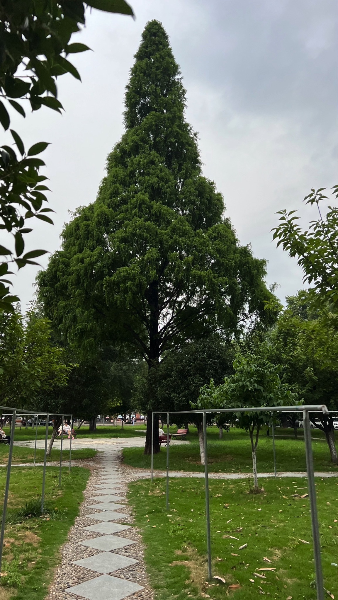 阜阳师范大学信息工程学院-公园旅行图片 2
