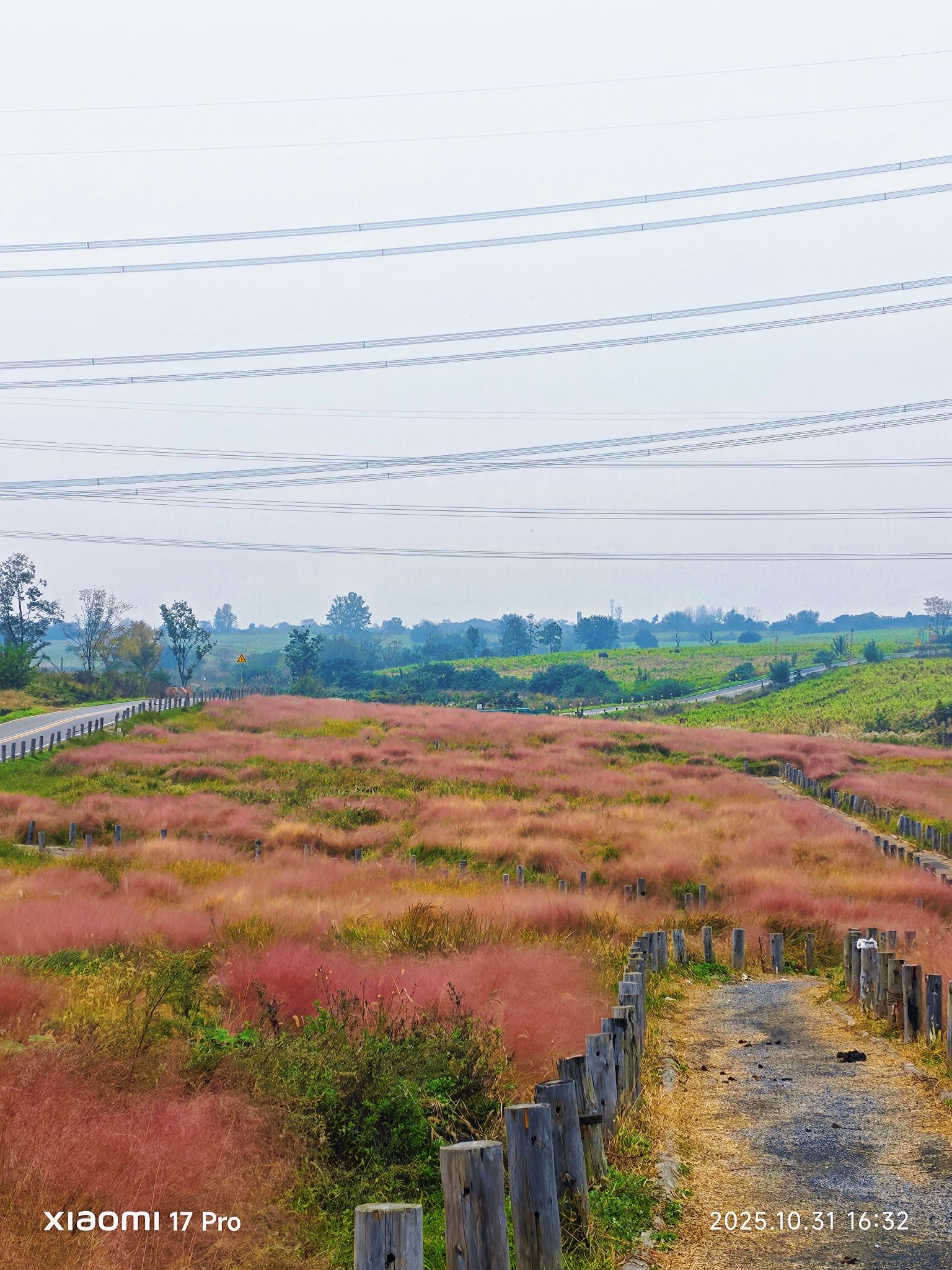 蜀山区小岭南花海旅行图片 1