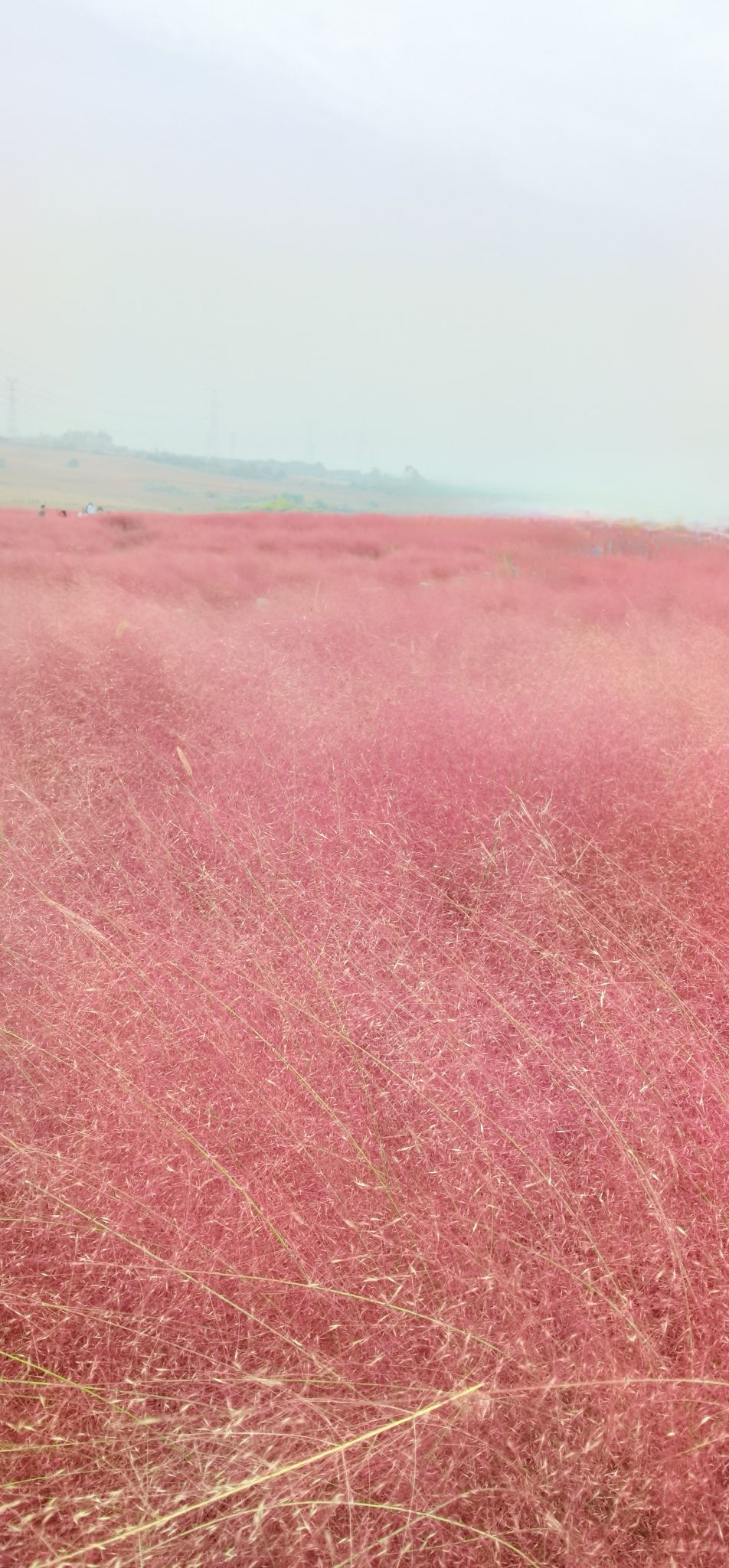 蜀山区小岭南花海旅行图片 1