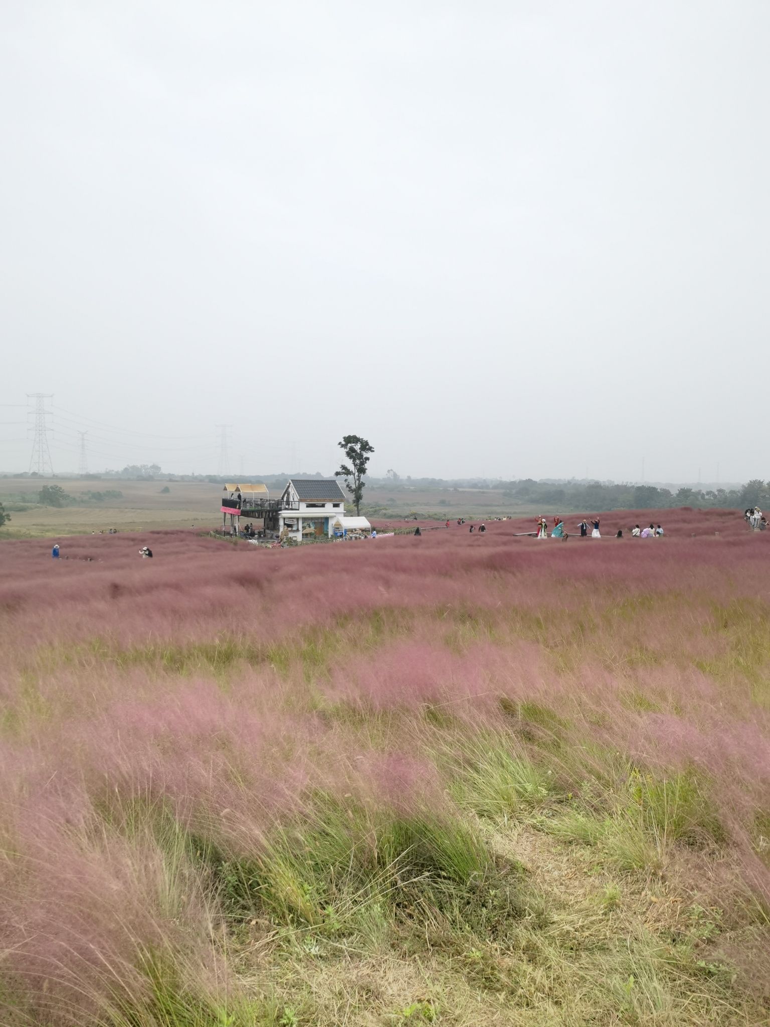 蜀山区小岭南花海旅行图片 2