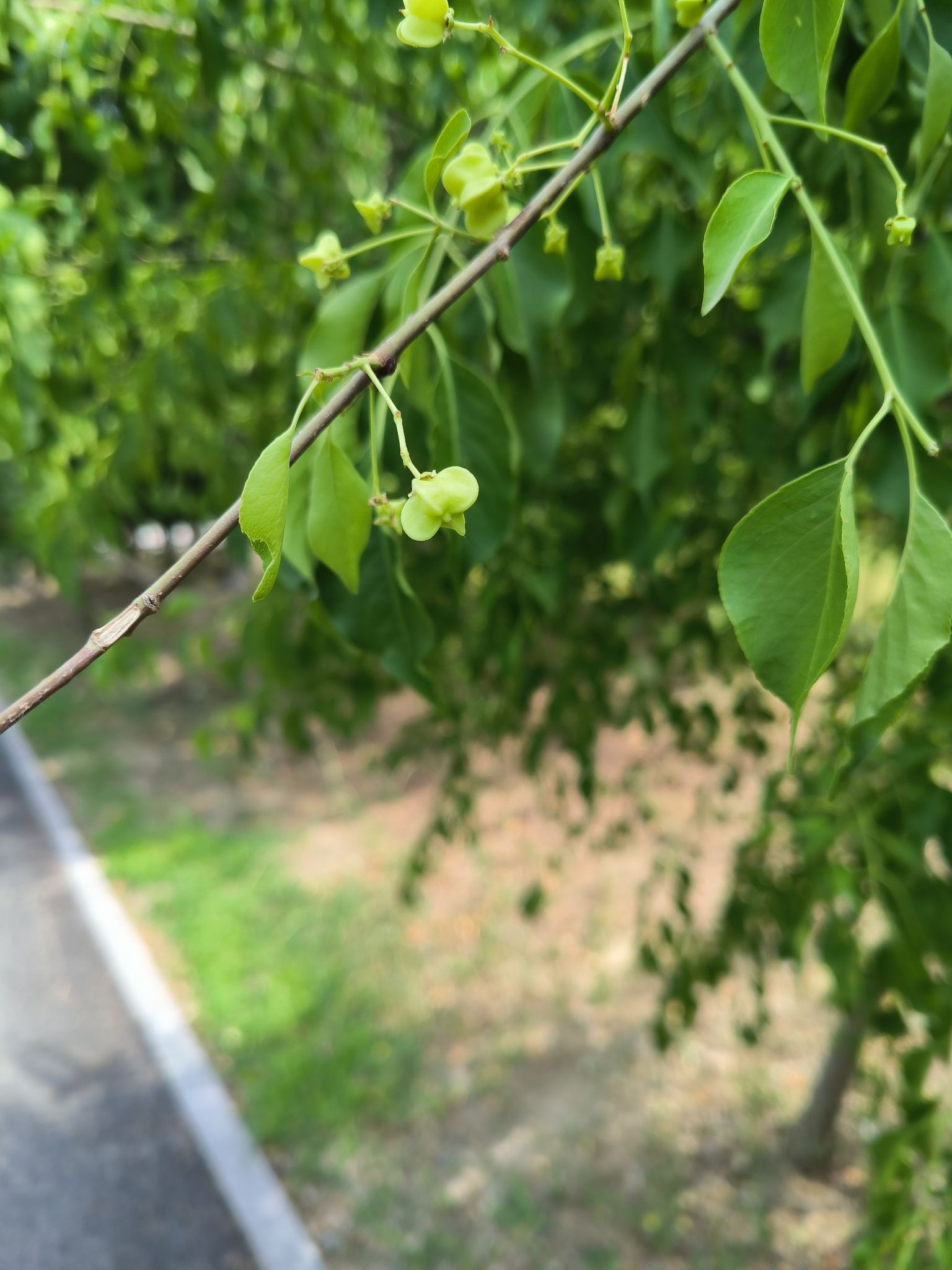 北京东升花园中心旅行图片 3