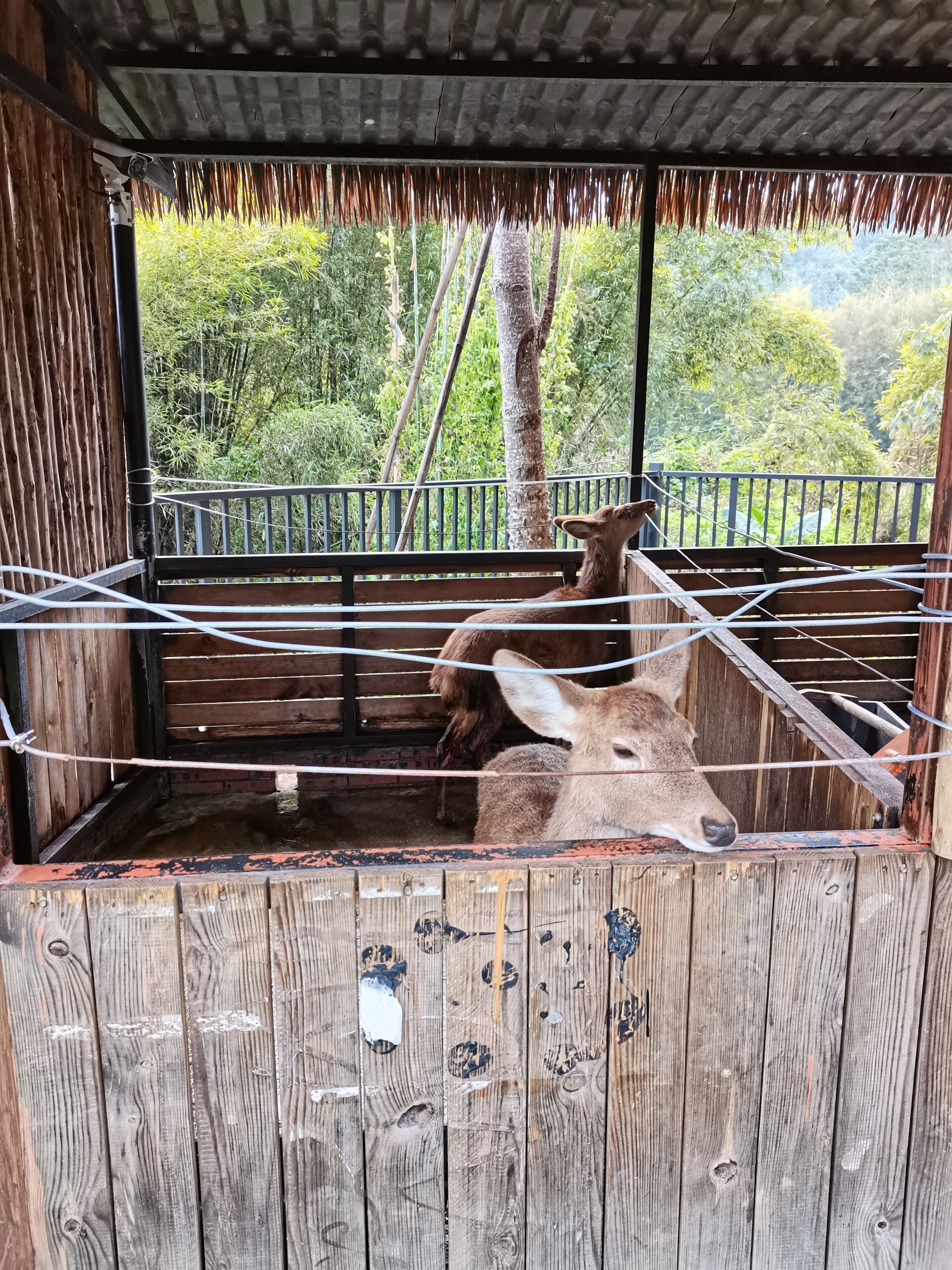 山居动物园旅行图片 3