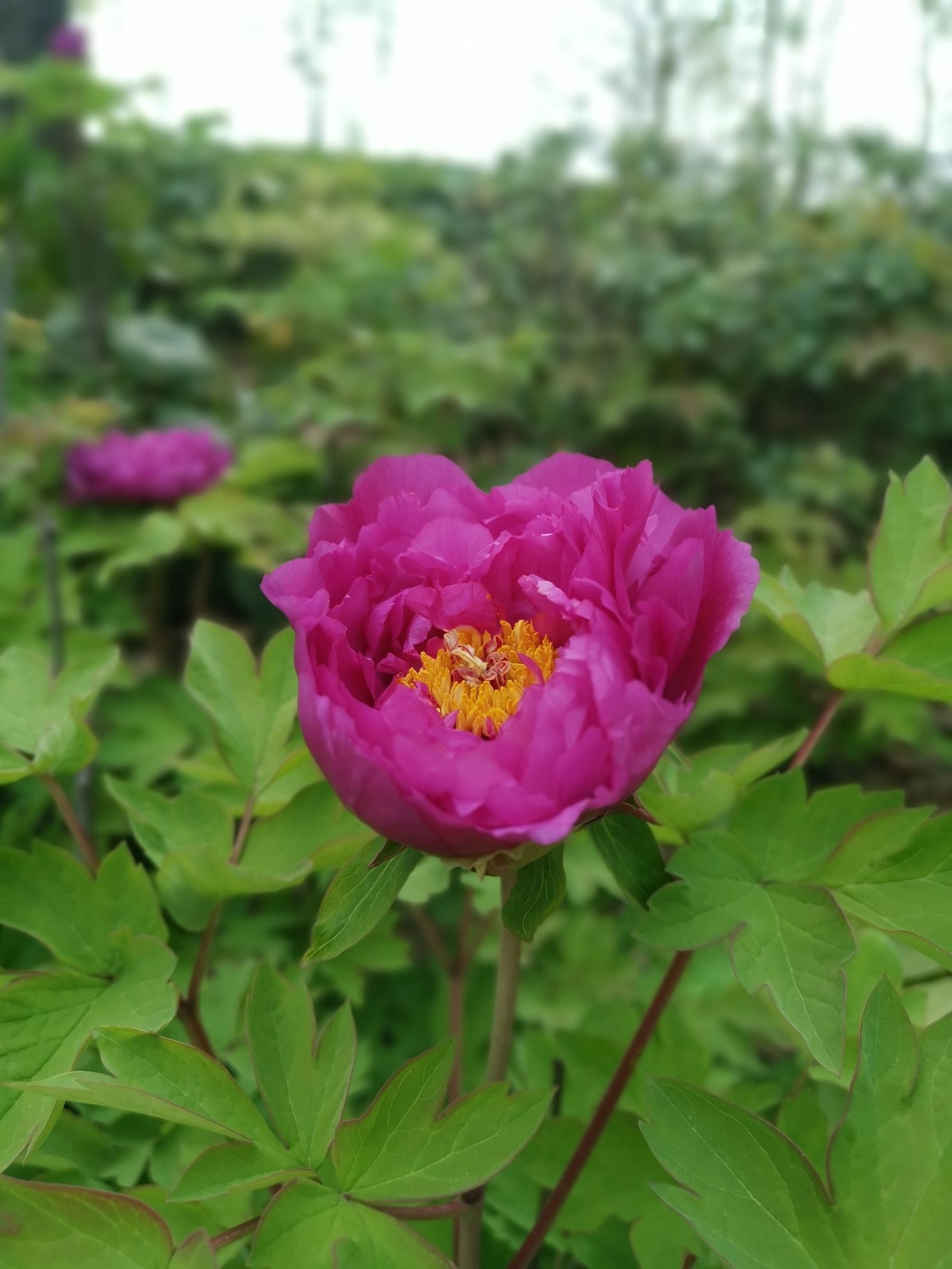 桃花源森林公园旅行图片 3