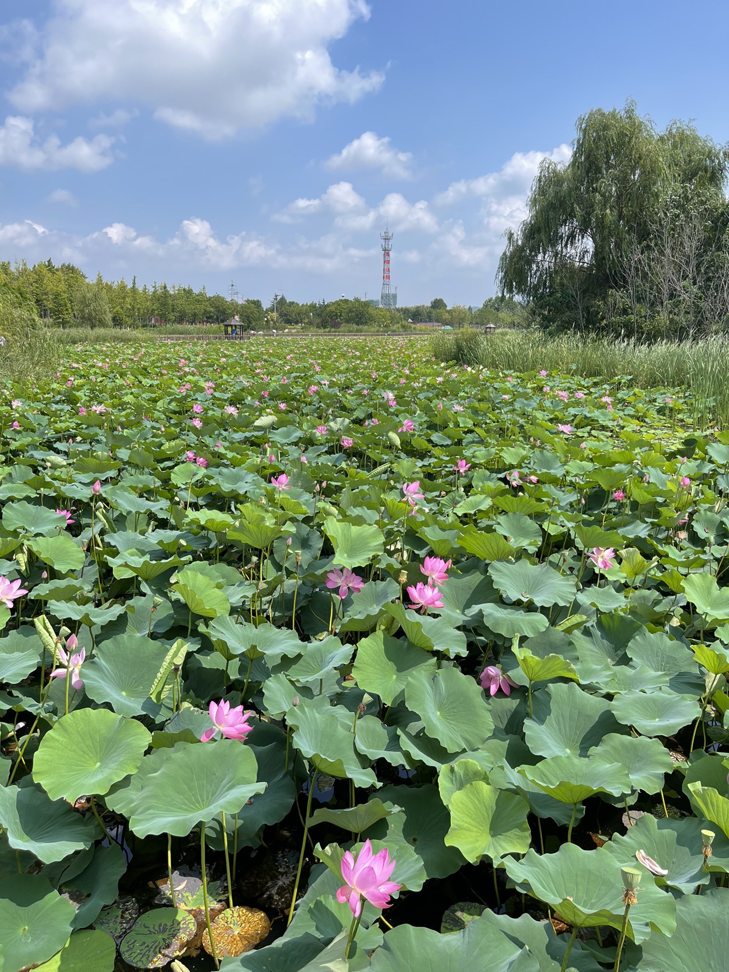 羊亭河湿地公园旅行图片 1