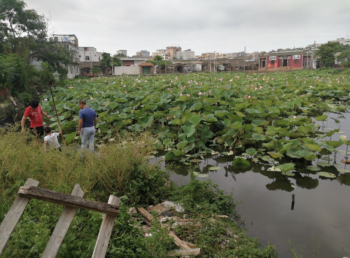 博养村荷花池广场