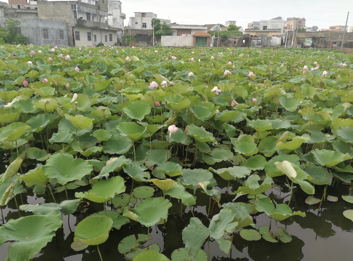 博养村荷花池广场