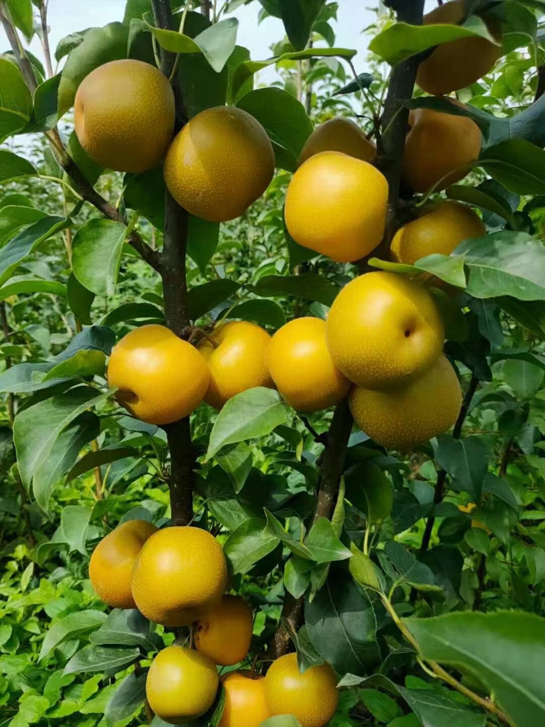 项城市林顺果木种植场的第2张图片的图片资料