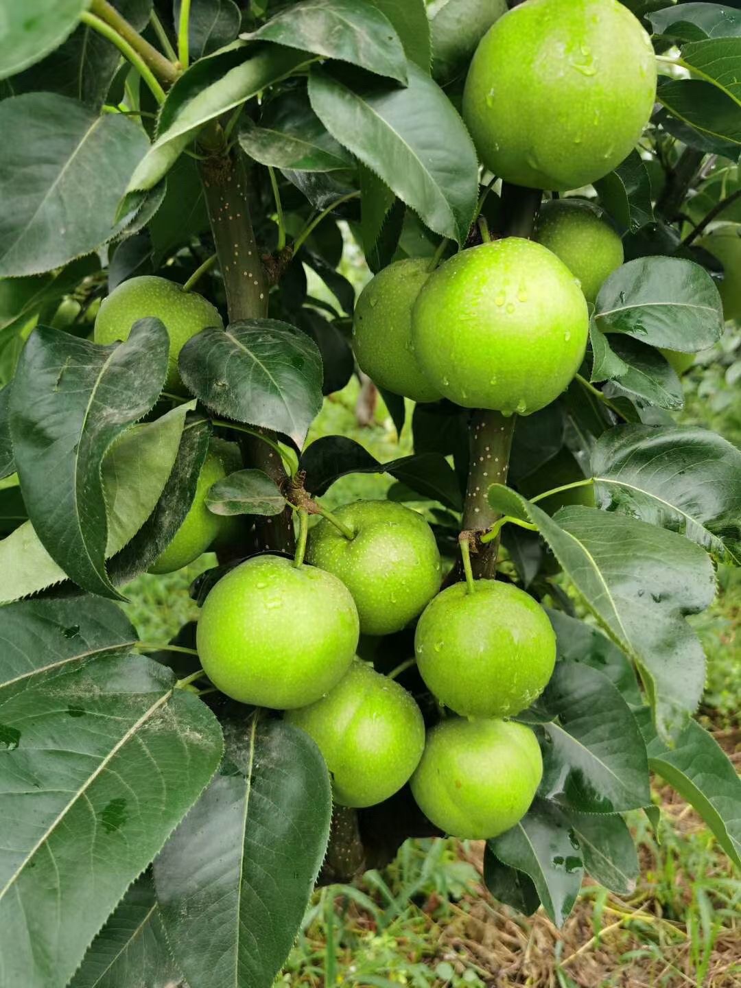 项城市林顺果木种植场的第3张图片的图片资料