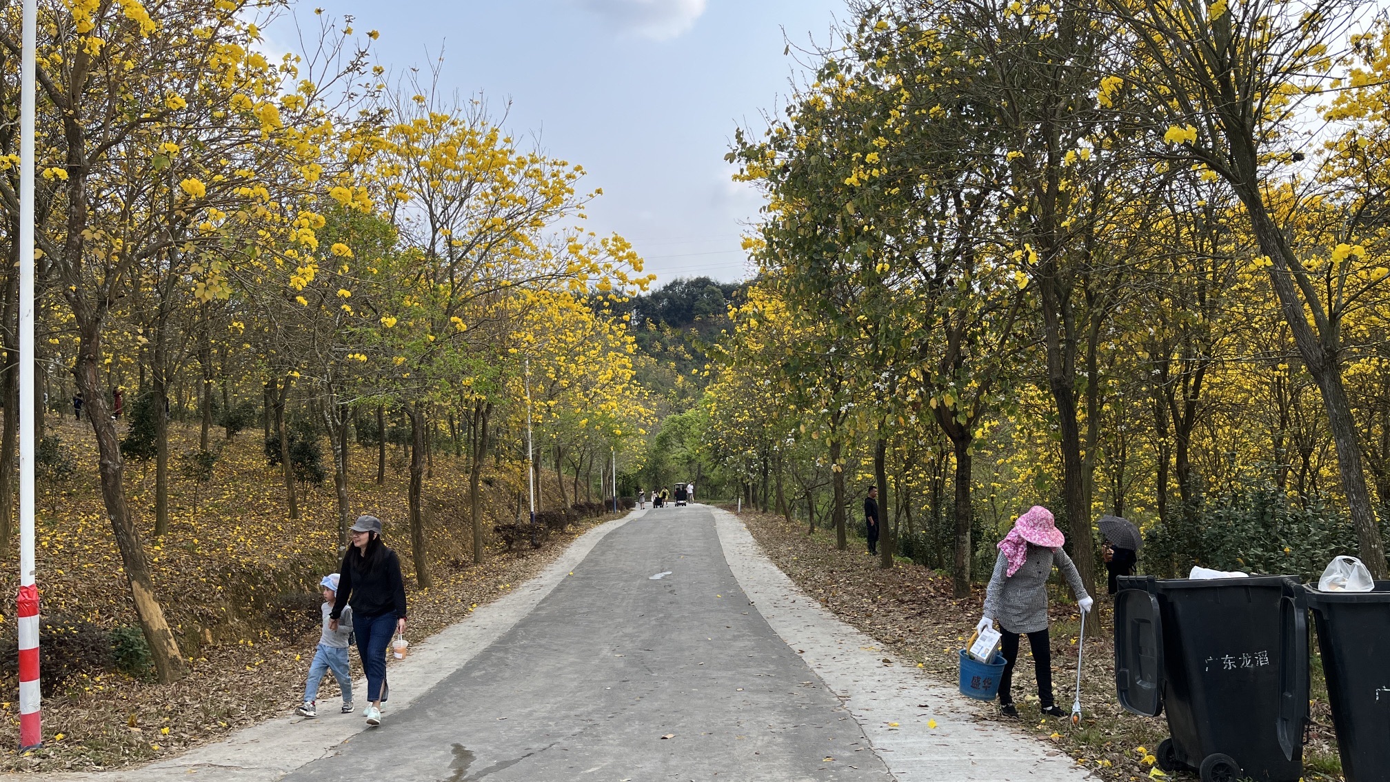 盛花谷旅行图片 1