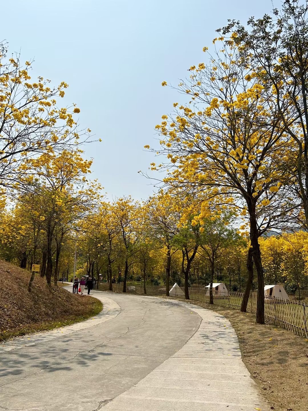 盛花谷旅行图片 3