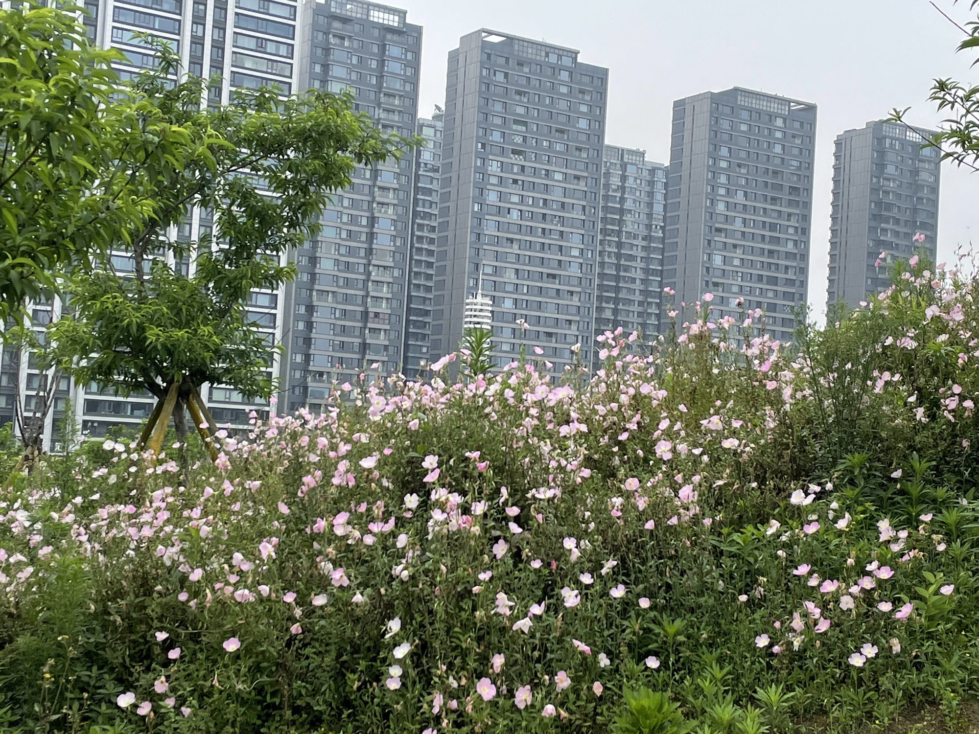 桃花岛公园旅行图片 1