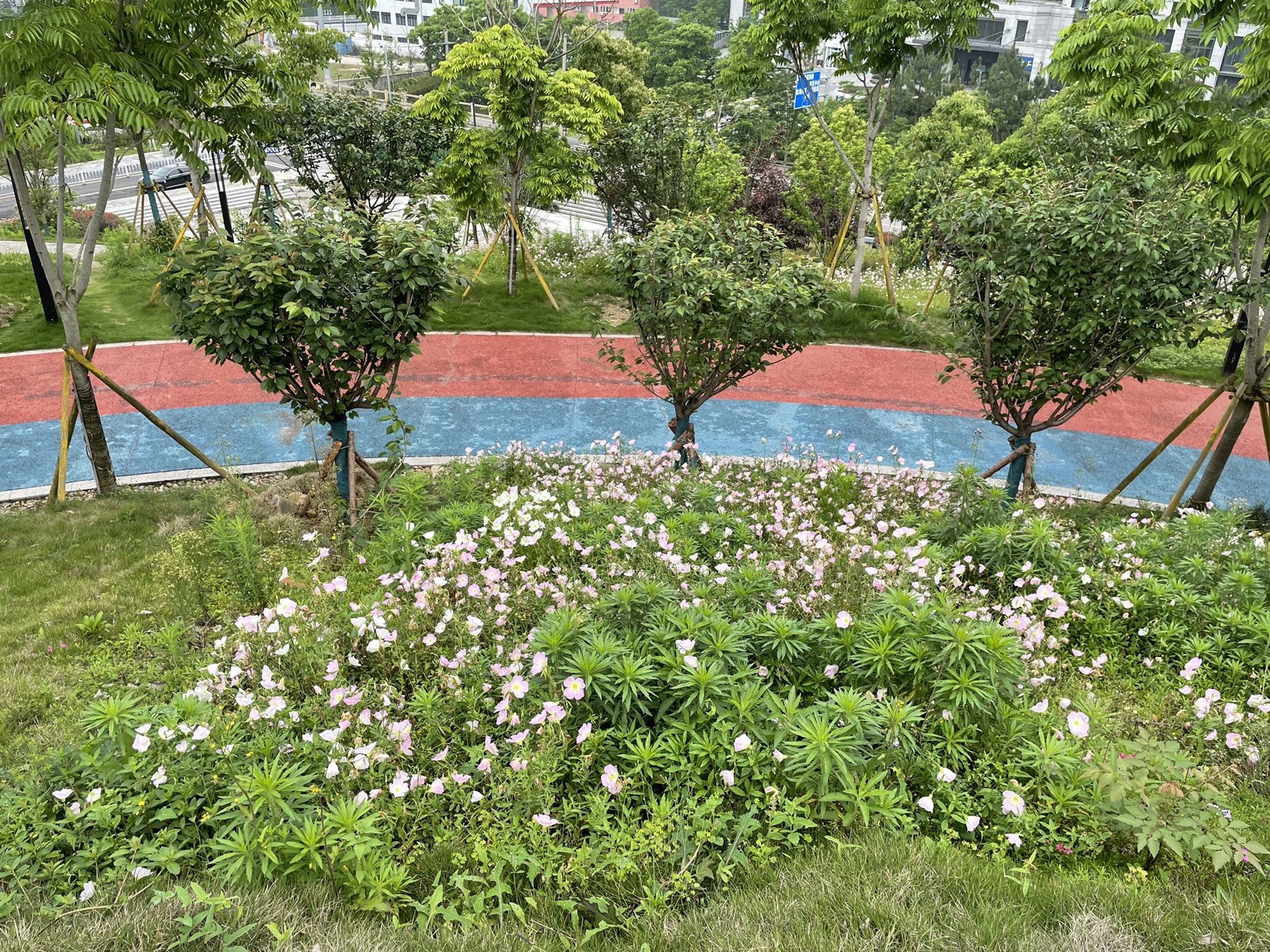 桃花岛公园旅行图片 2