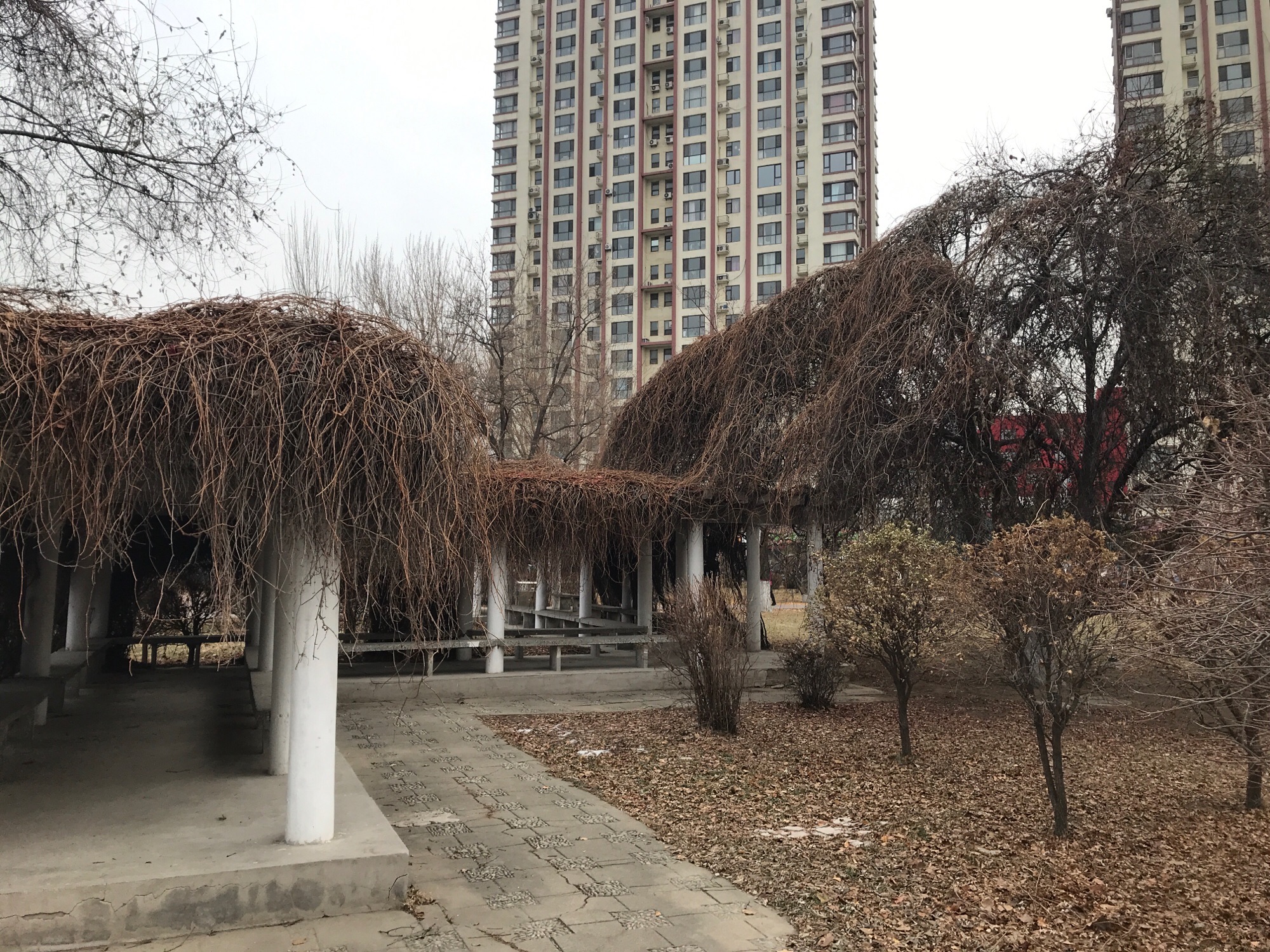 中关村公园旅行图片 2