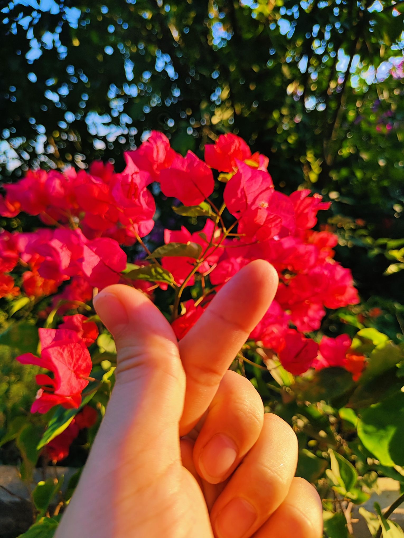 板樟山景观栈道旅行图片 3