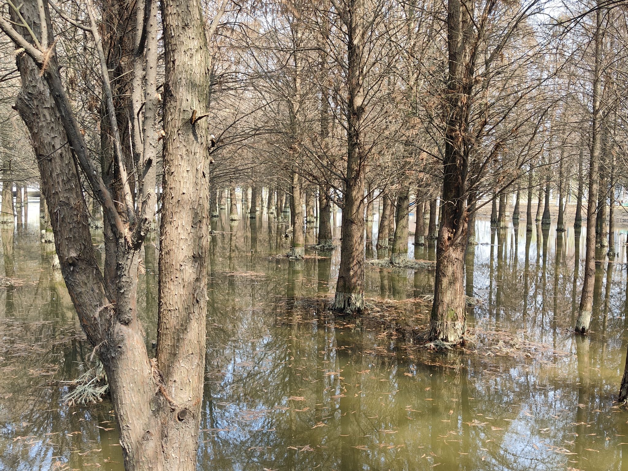 朱家桥尾水净化生态公园旅行图片 3