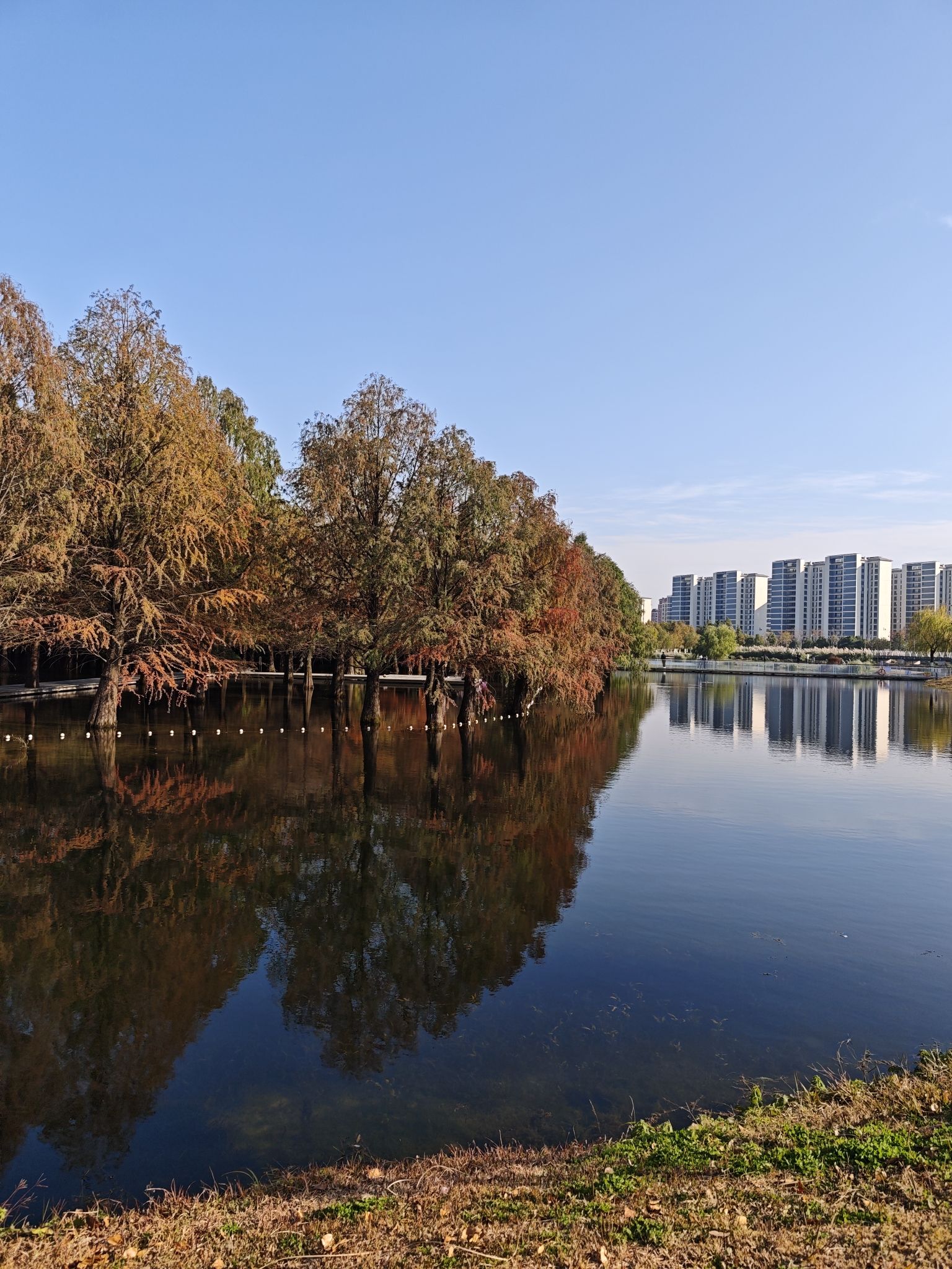 朱家桥尾水净化生态公园旅行图片 3