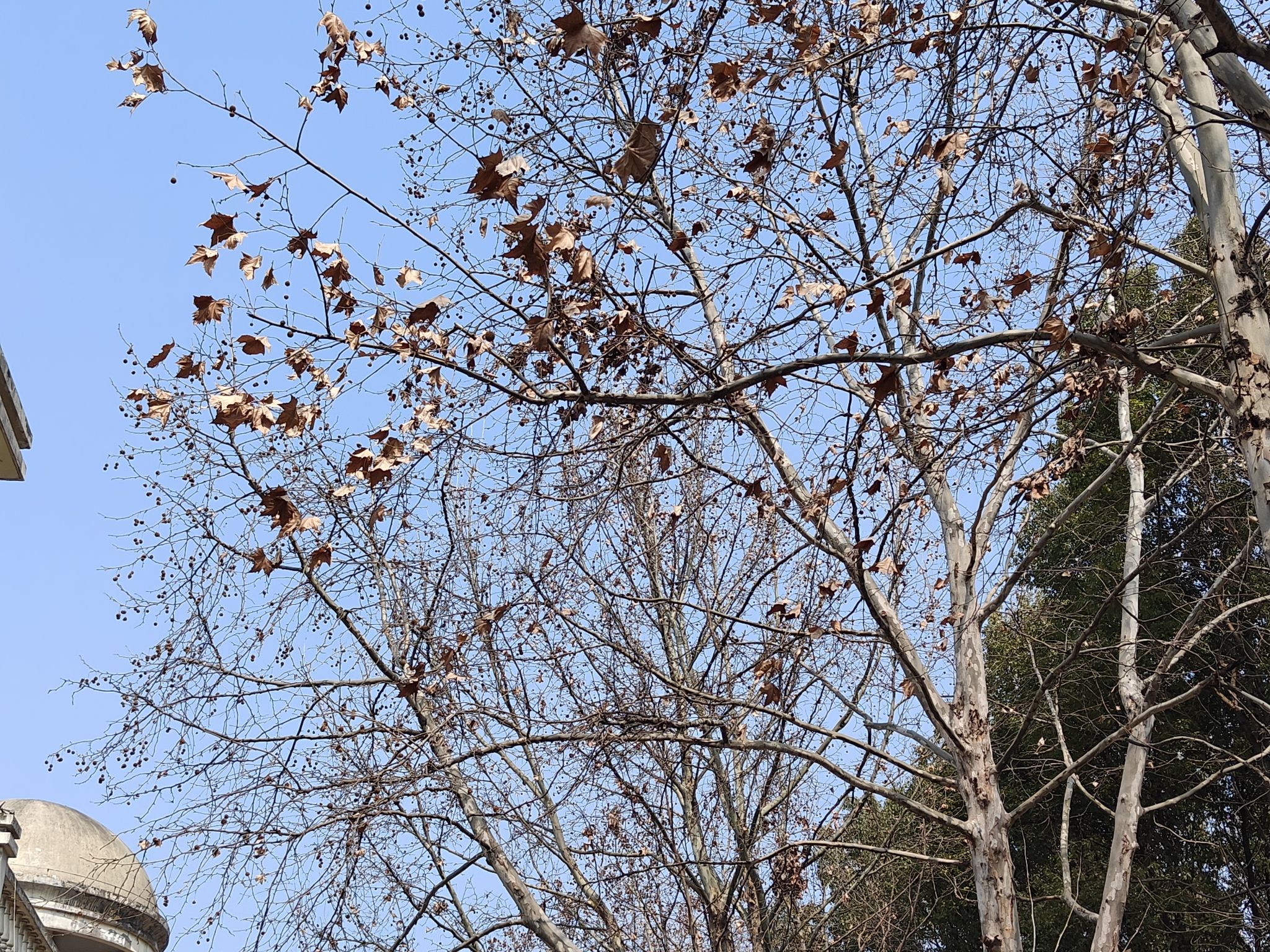 朱家桥尾水净化生态公园旅行图片 2