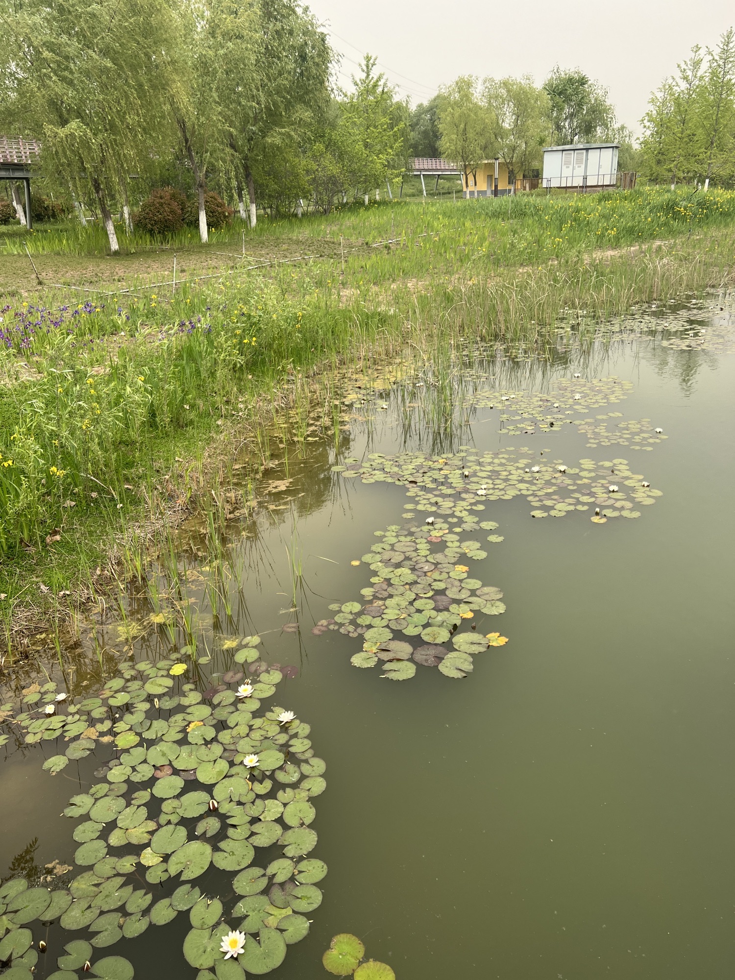 秦汉新城渭河湿地公园